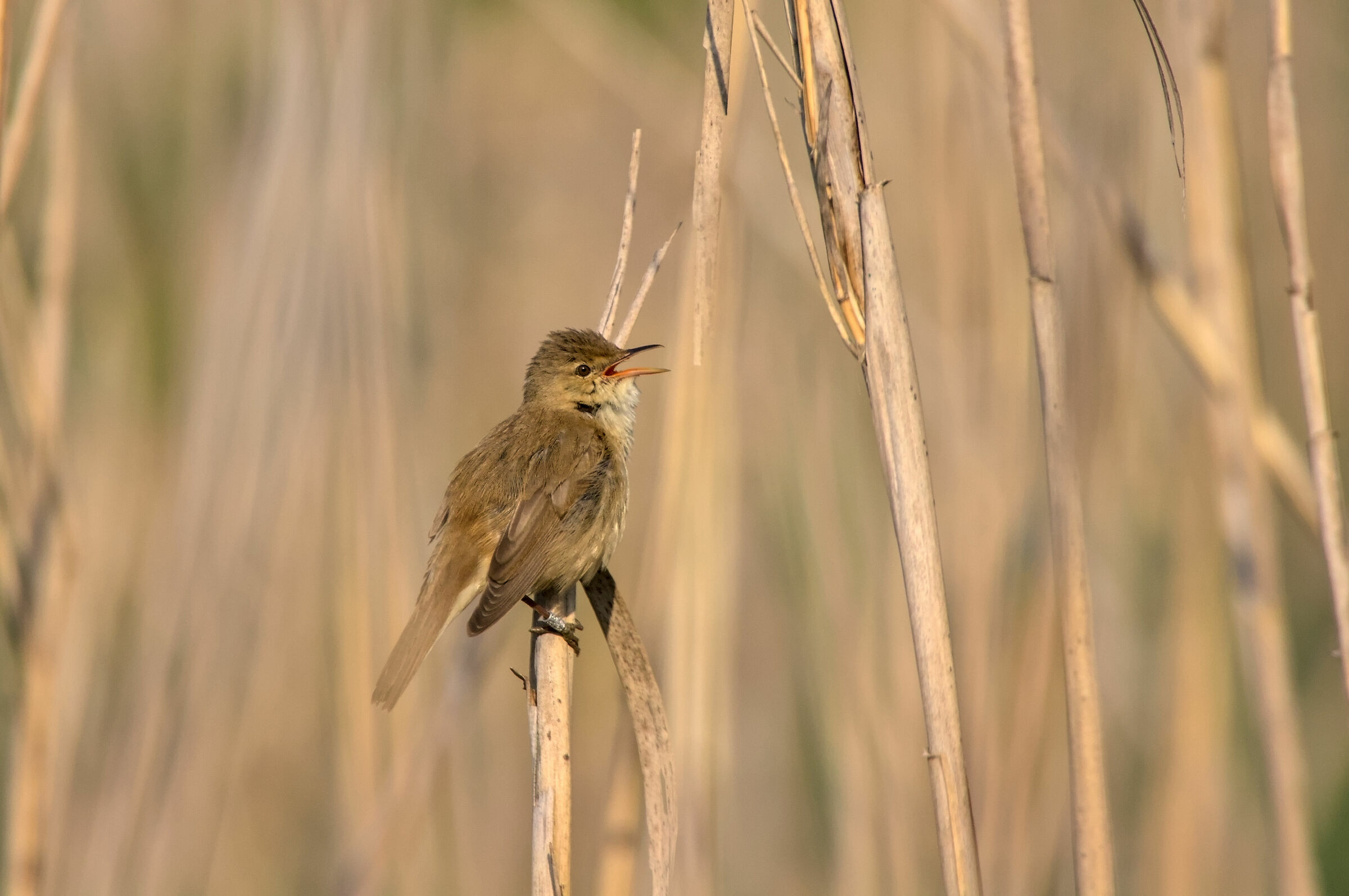 Common reed warbler