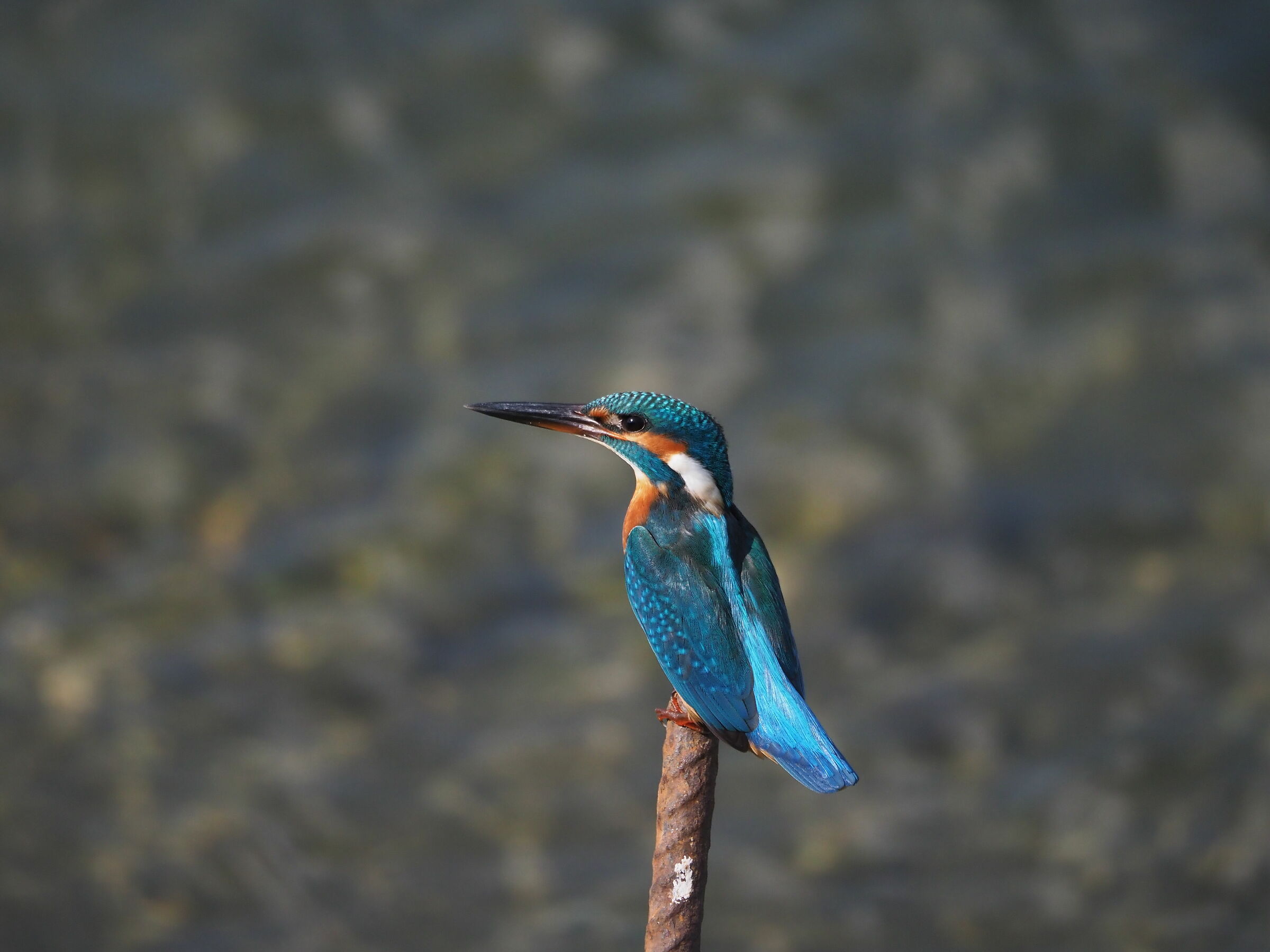 Kingfisher