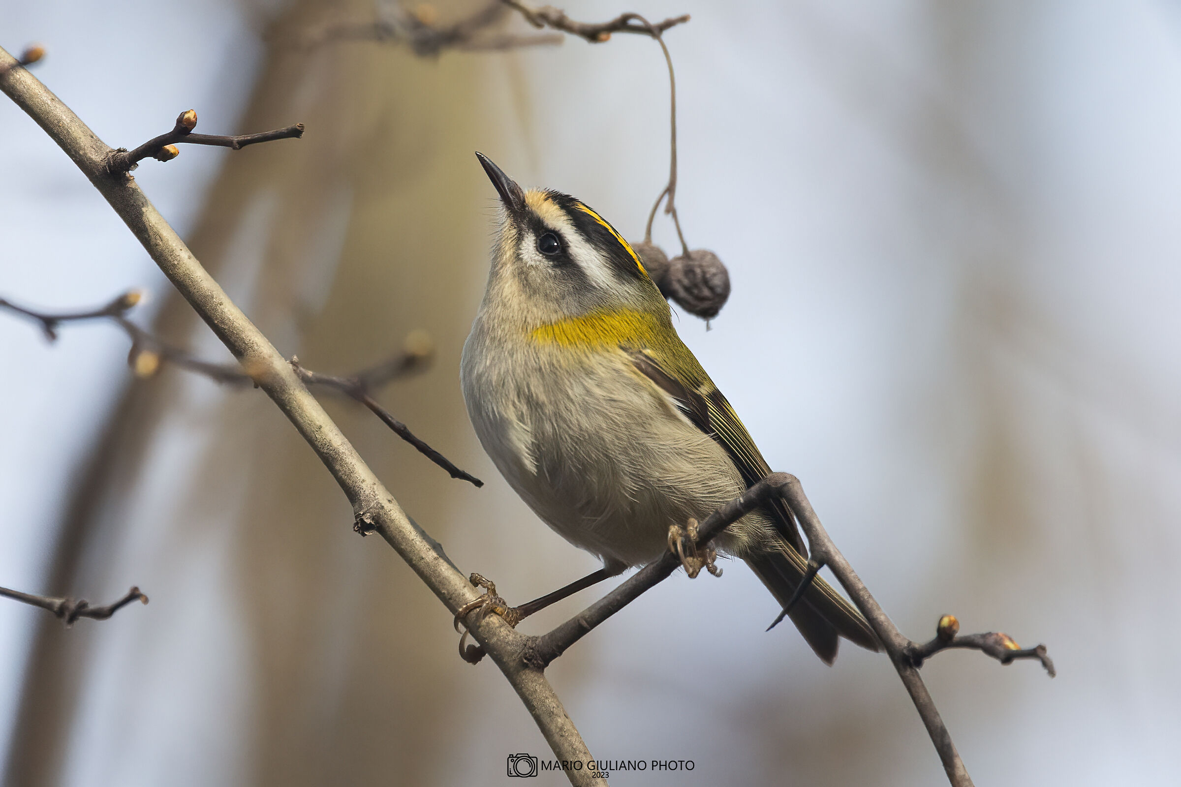 Firecrest