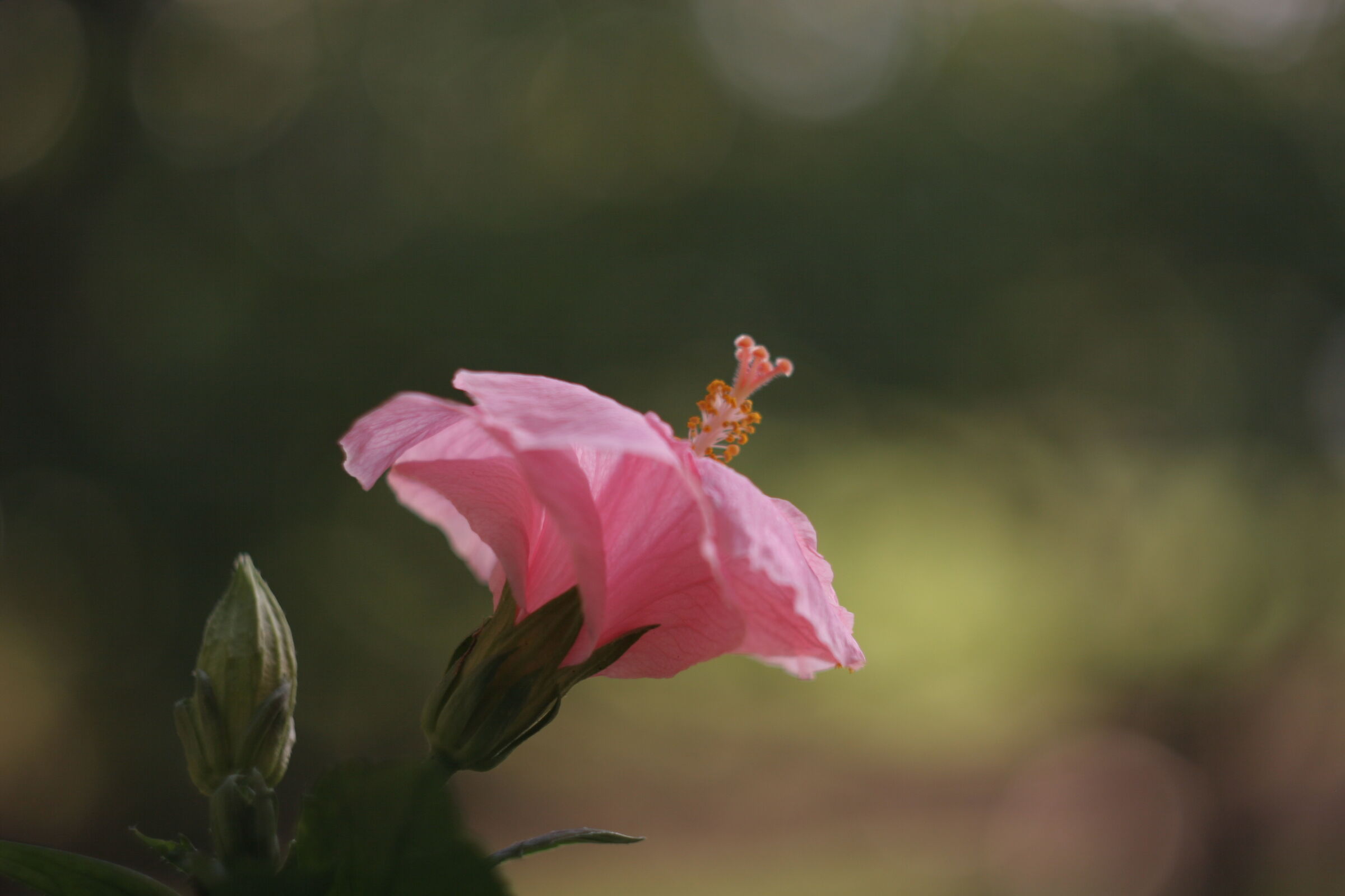 Fiore con Pentax M 50mm 1.7