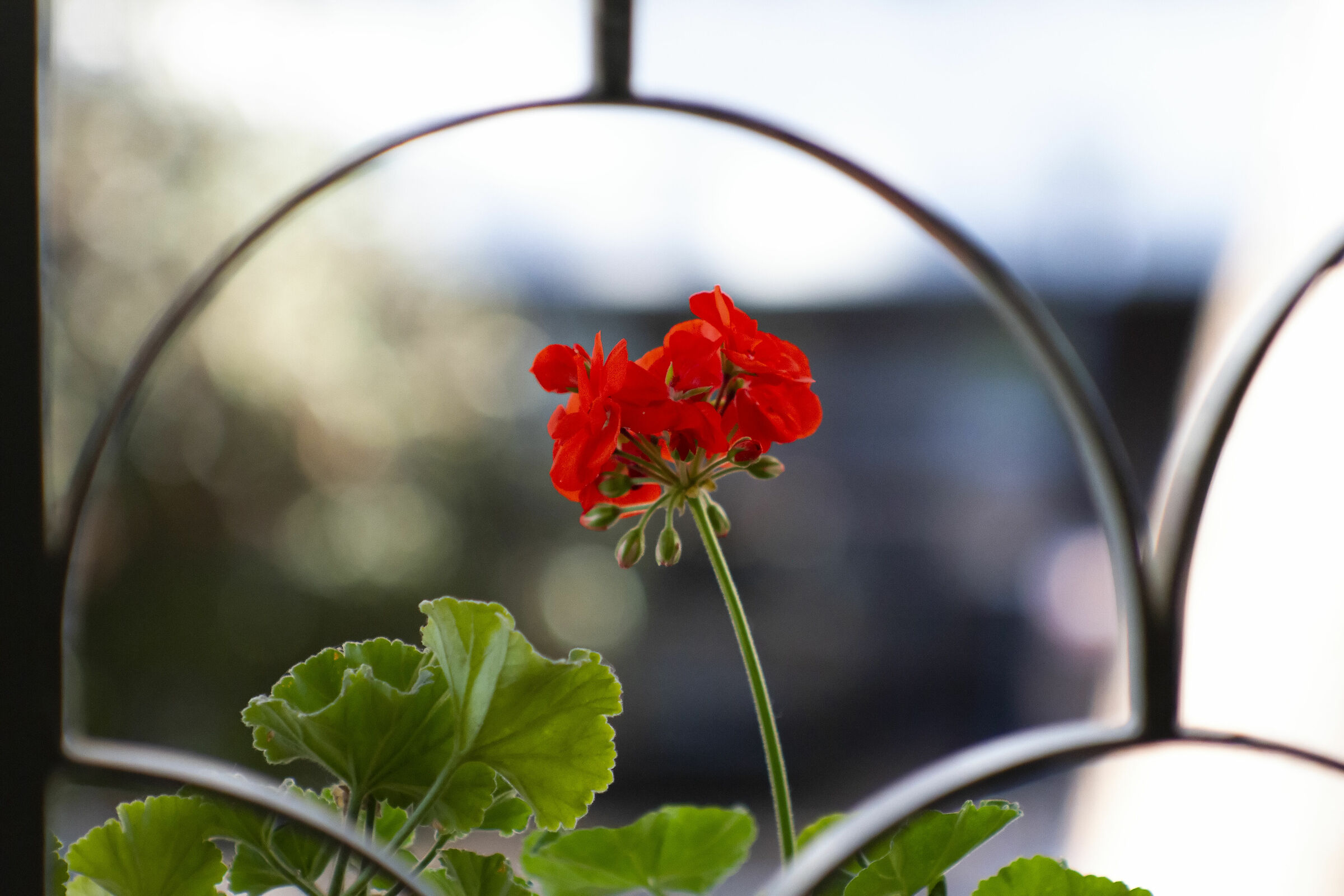 Fiore 85mm f2 Jupiter 9