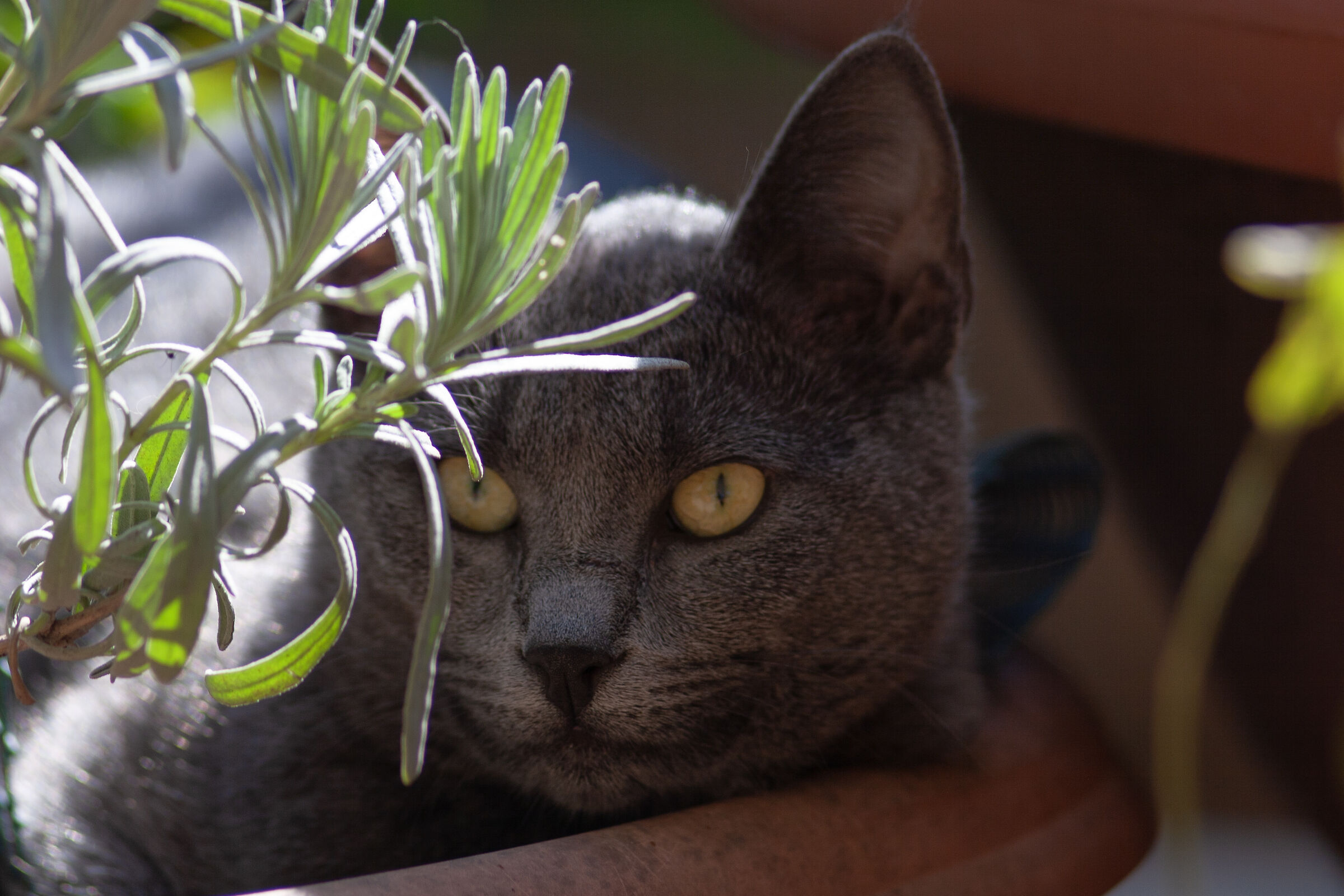 Nascosta tra le piante profumate
