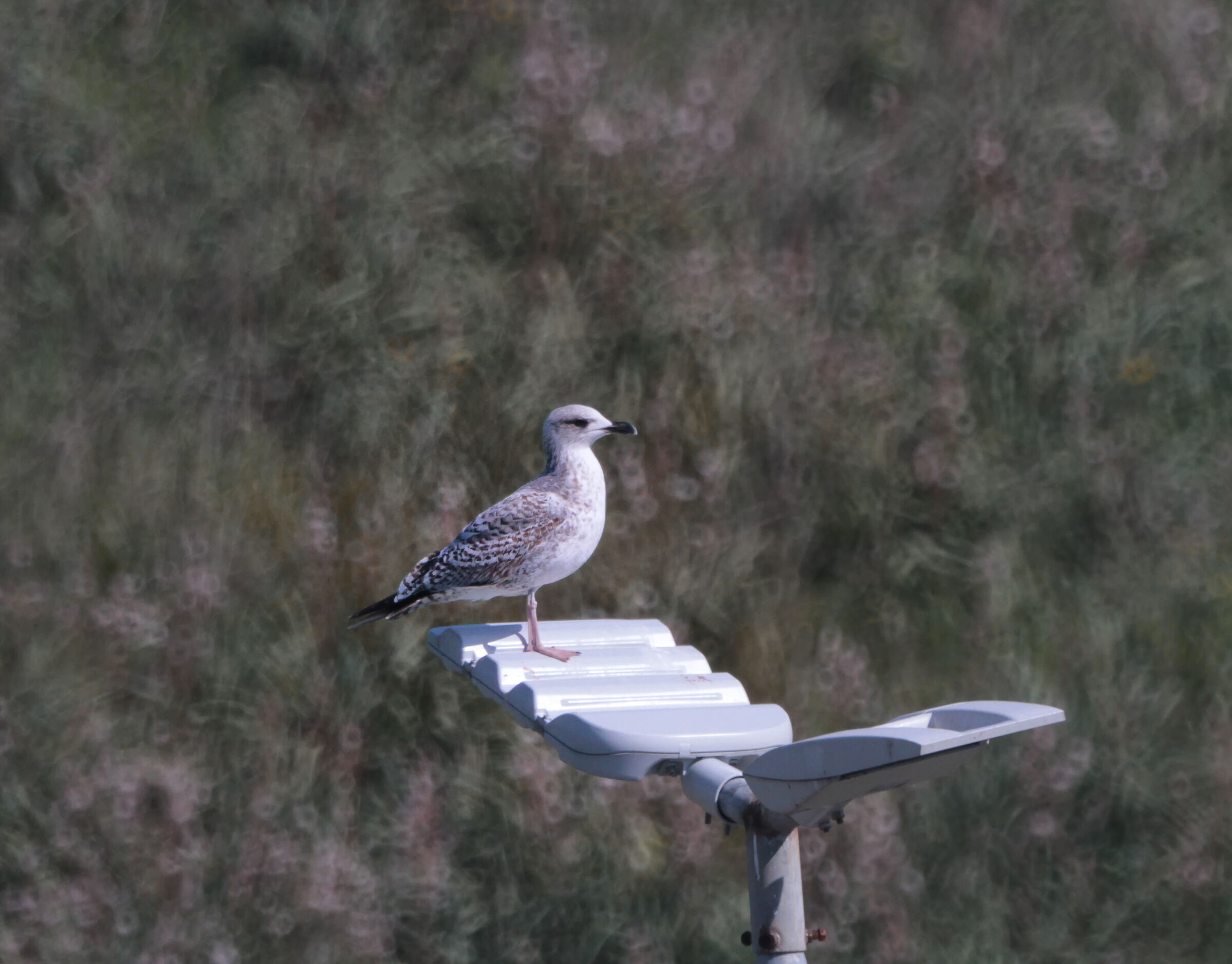 Catadiottrico Opteka 500mm f6.3 mano libera