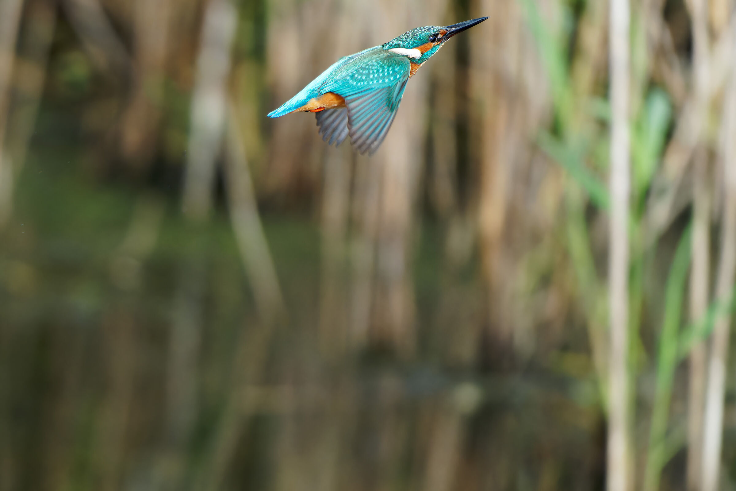 Martina nel suo territorio