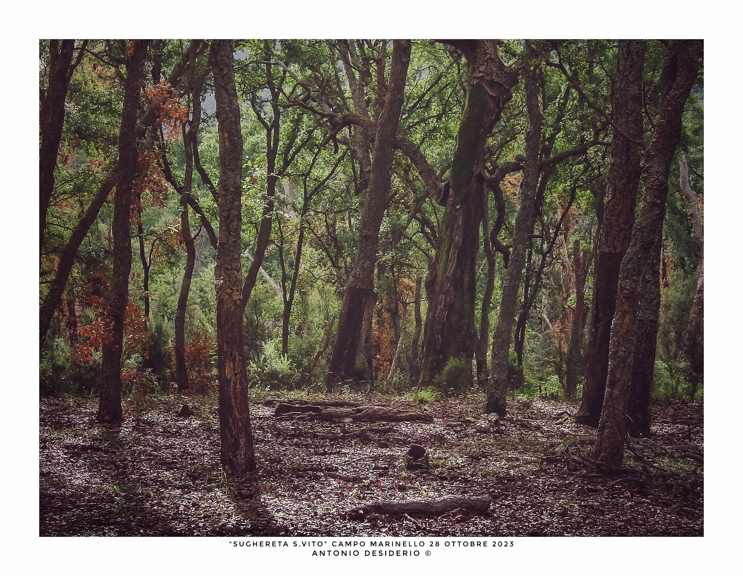 Vintage woodland