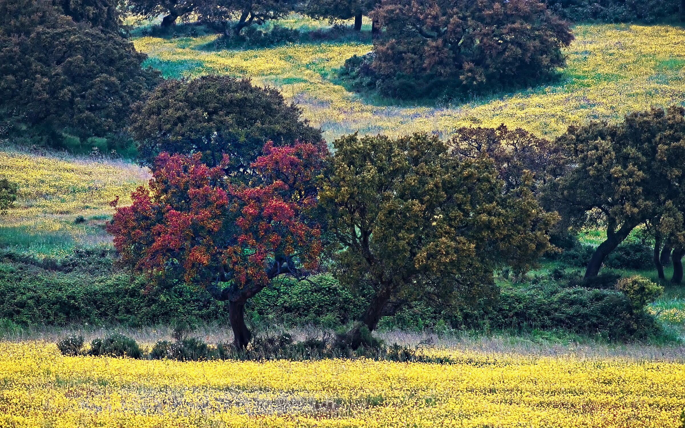 Sardinian Pointillist Spring Landscape