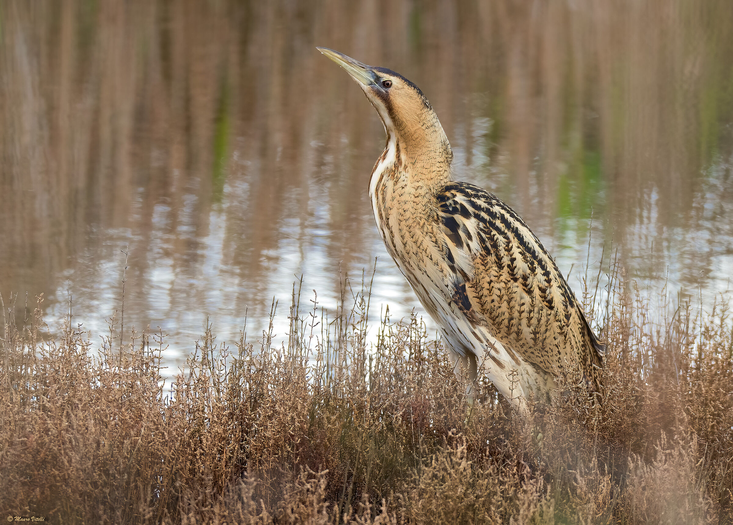 Bittern