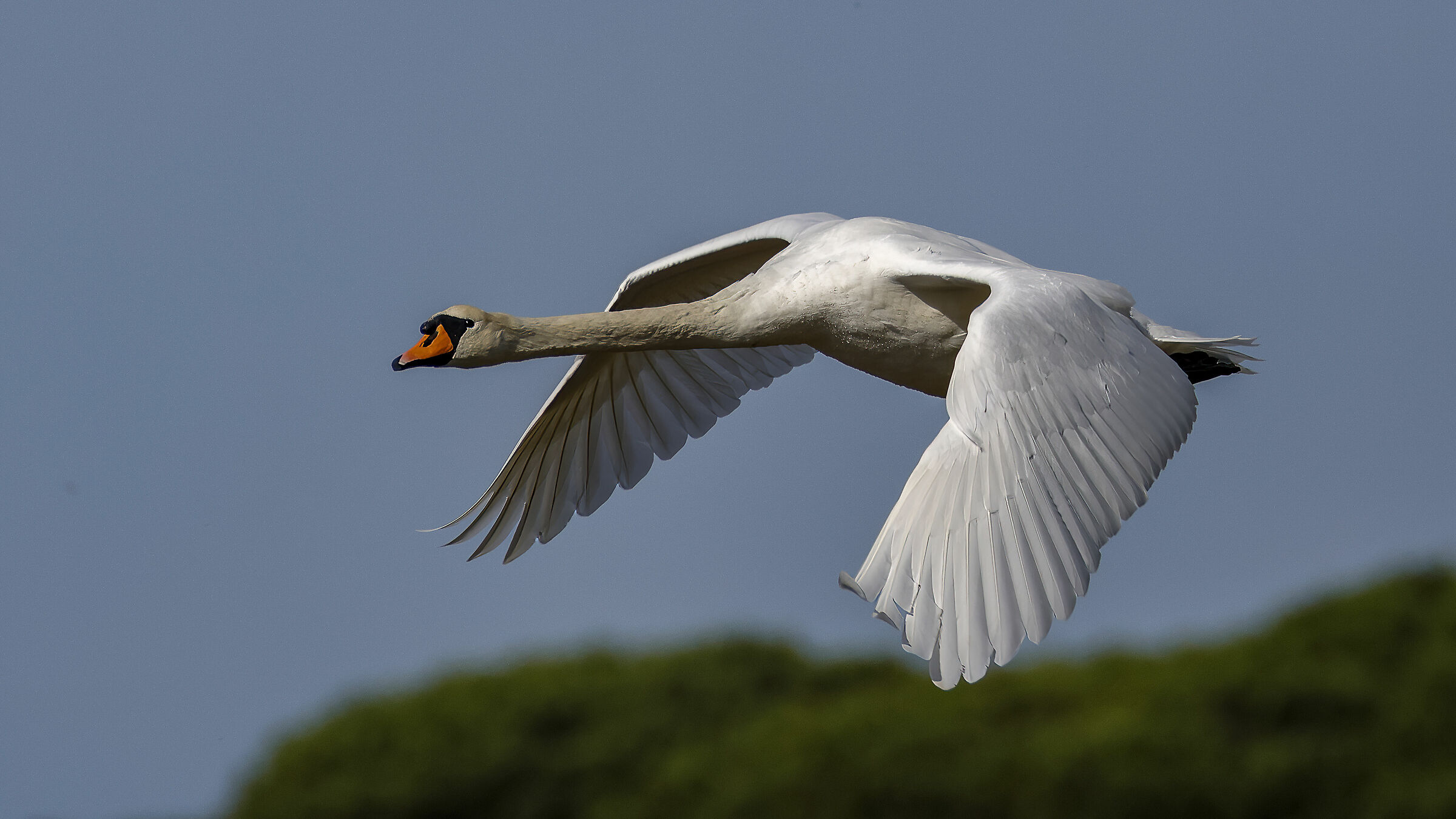 A Jumbo in low overflight....