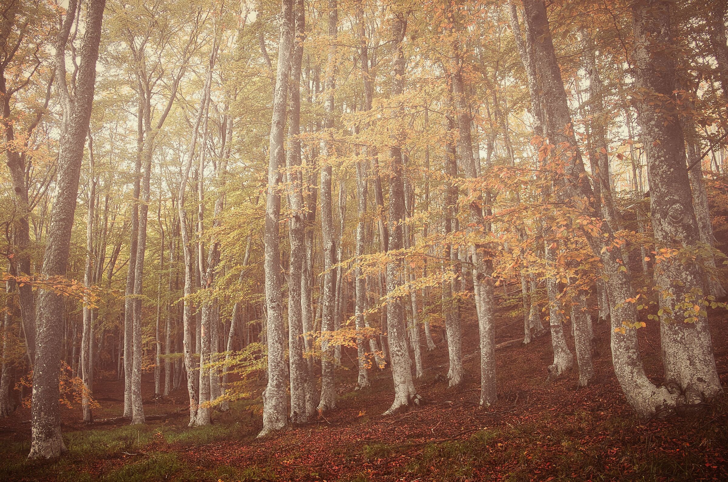 Magic forest....Monte Giarolo