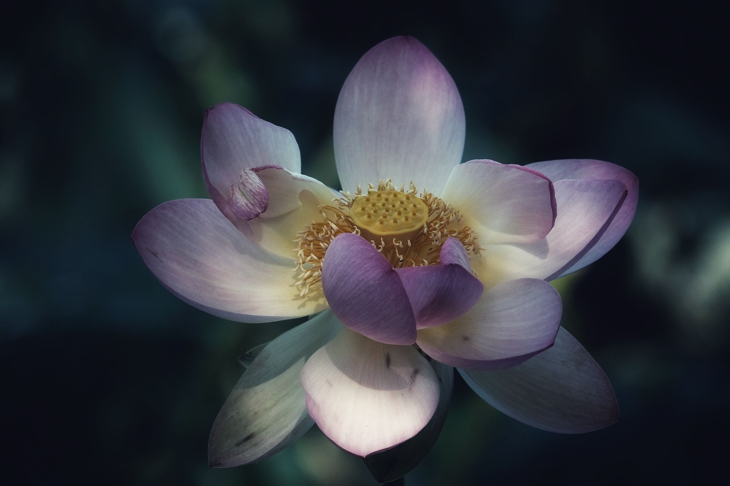 Water lilies
