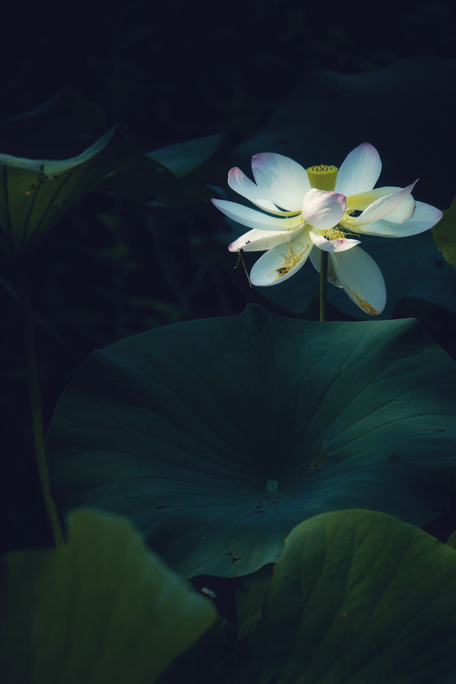 Water Lilies 2