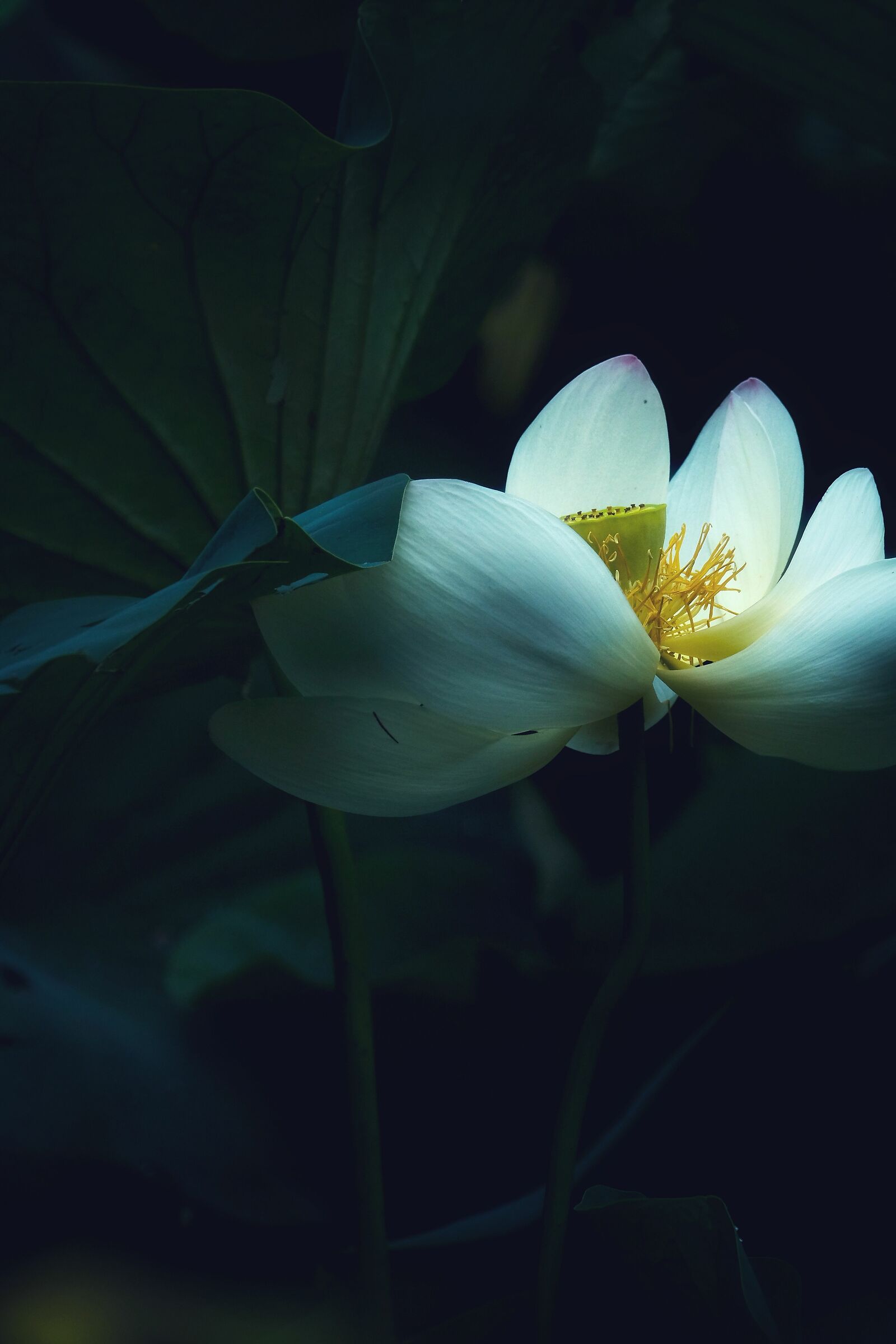 Water lilies 3