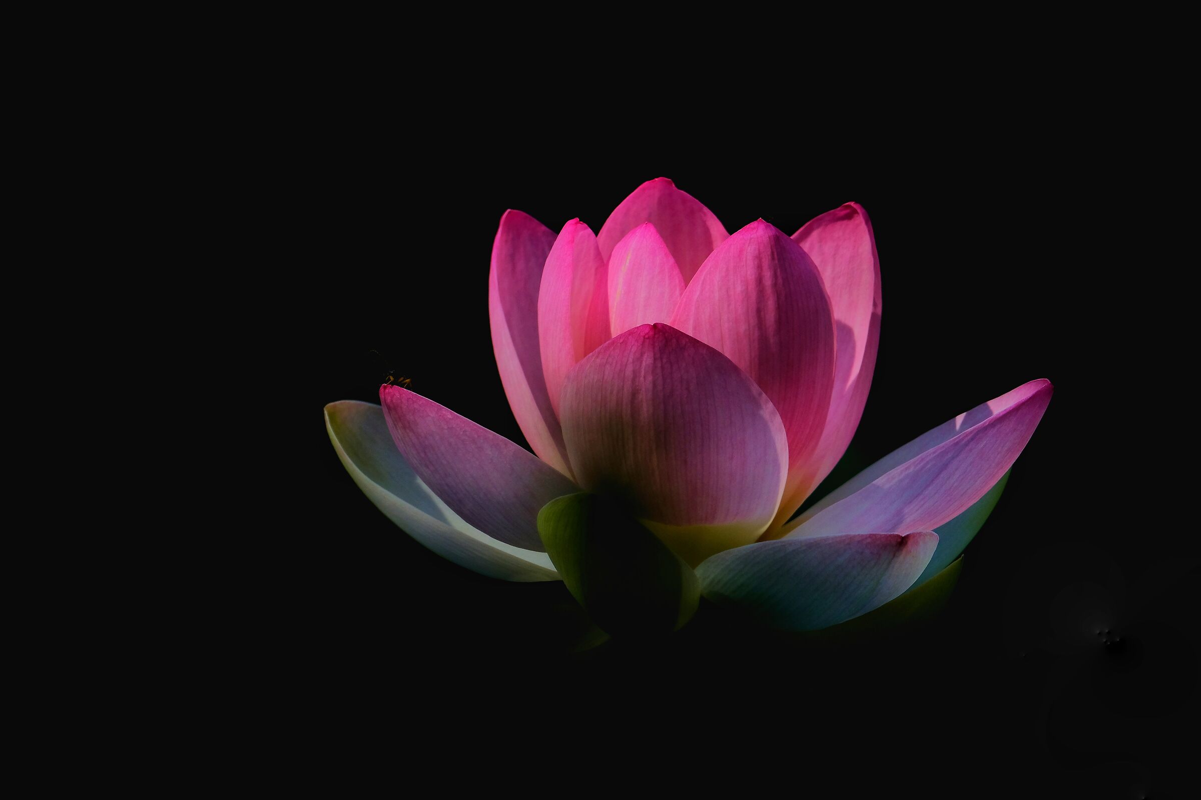 Water lilies 4