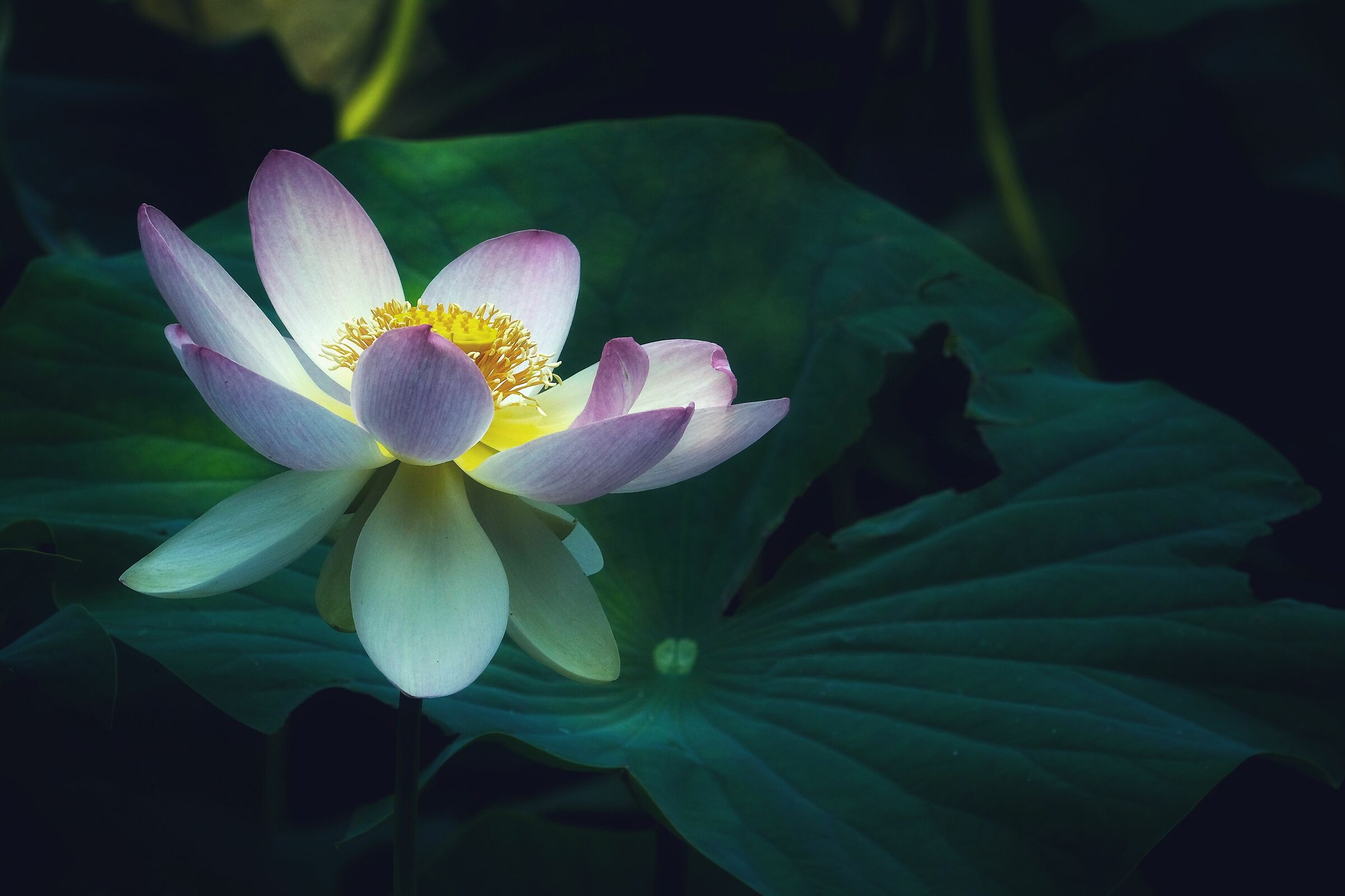 Water Lilies 5