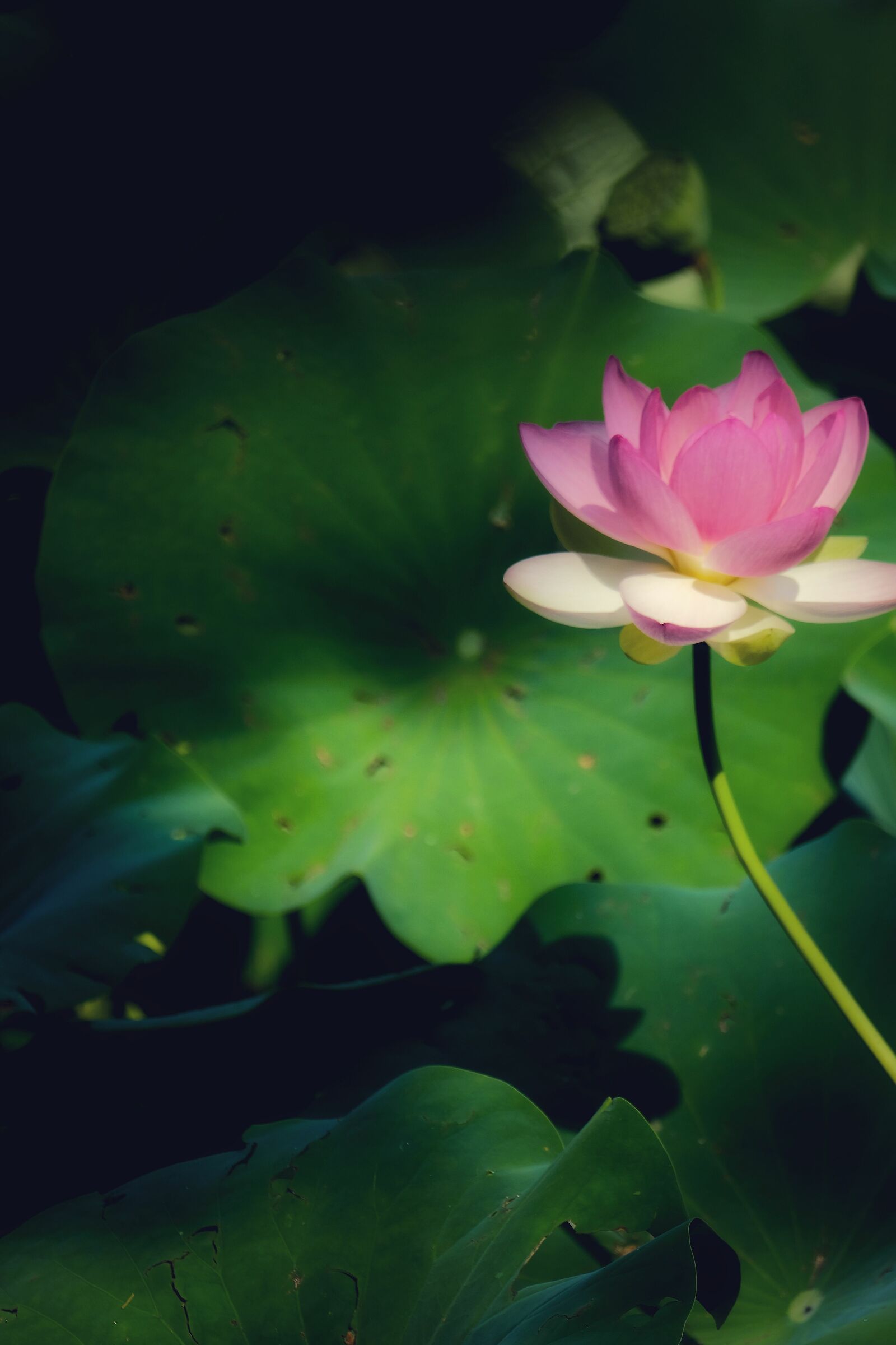 Water Lilies 6