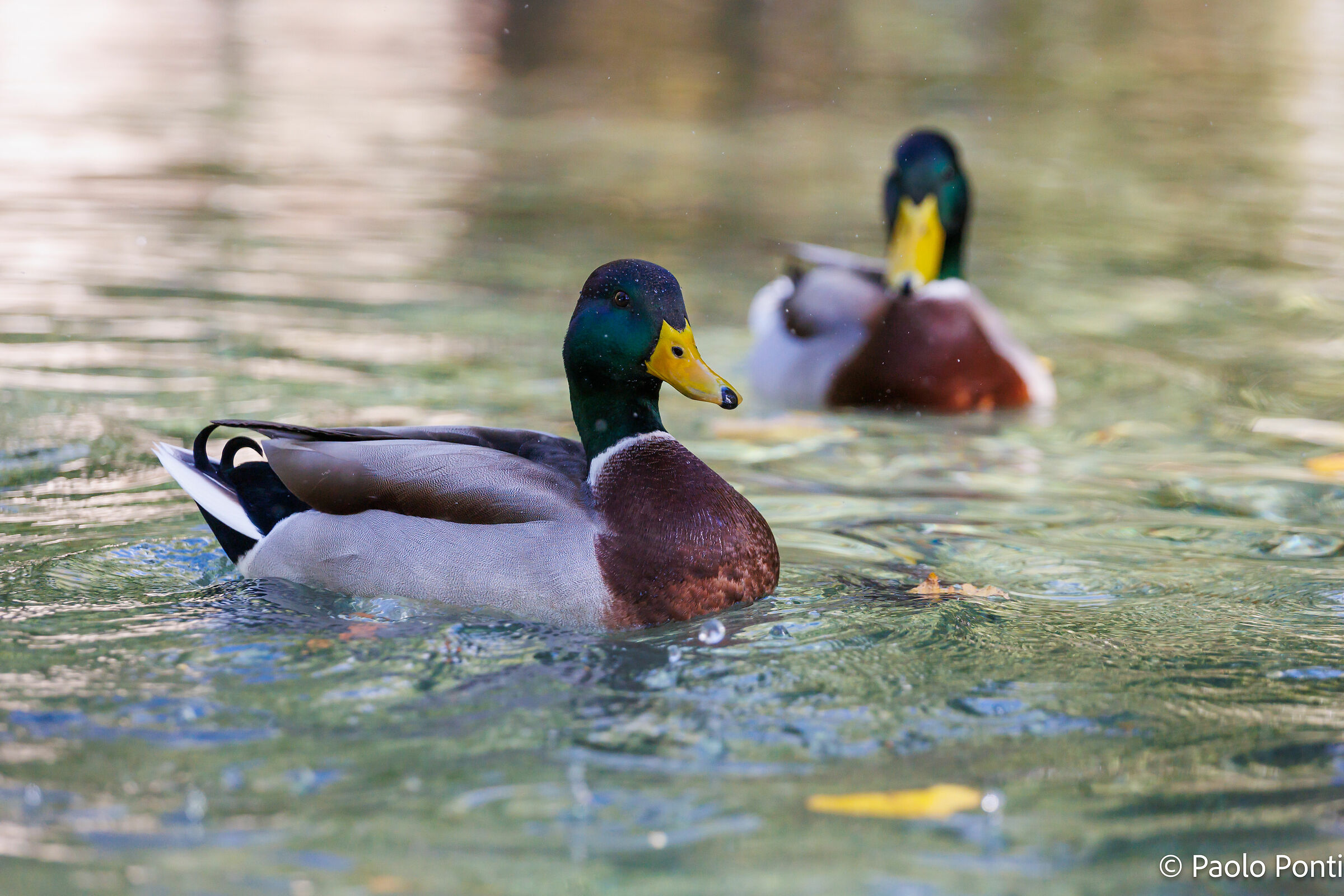 Alle Fonti del Clitunno ft.1