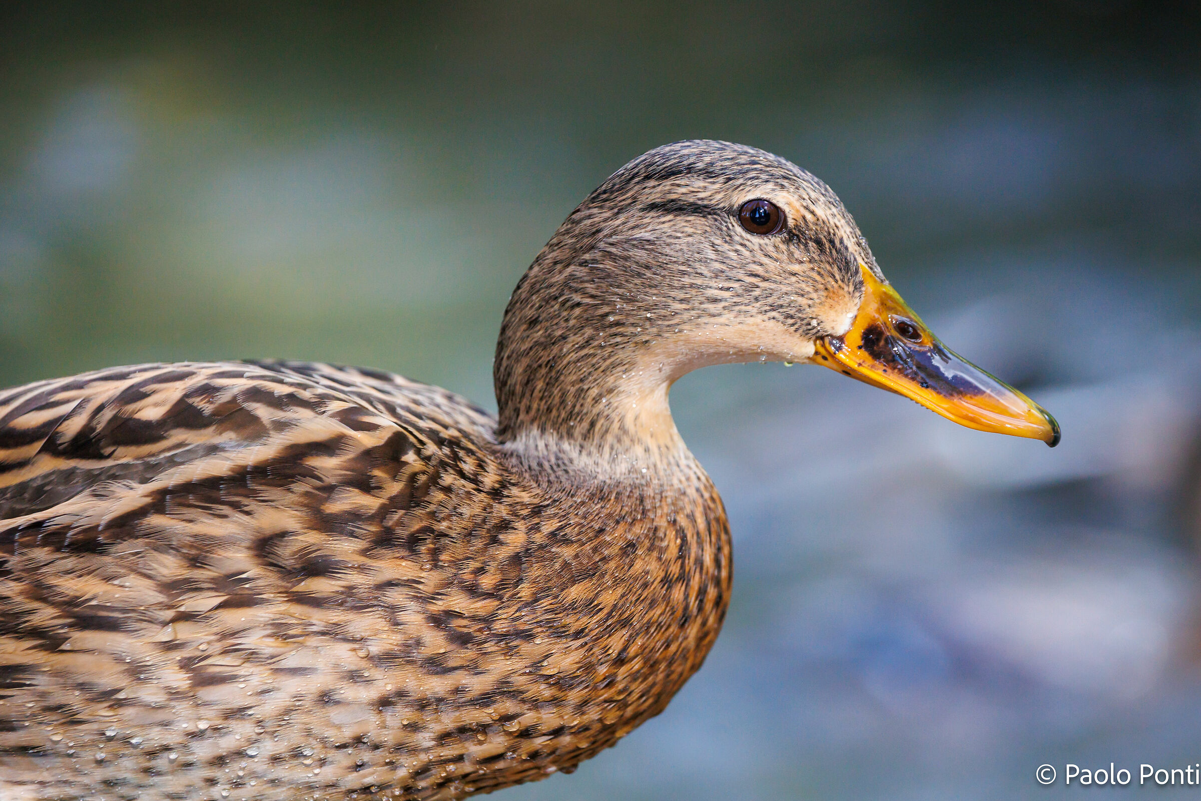 Alle Fonti del Clitunno ft.2