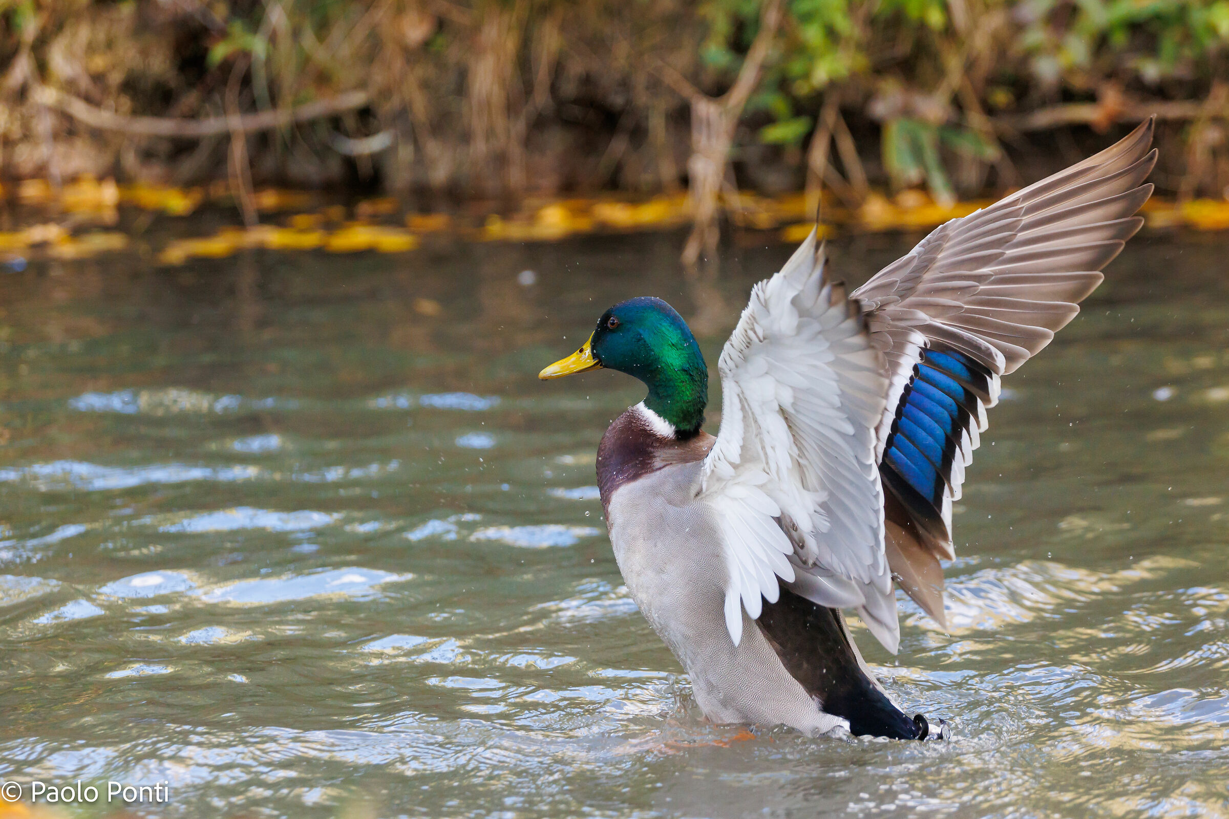 Alle Fonti del Clitunno ft.3
