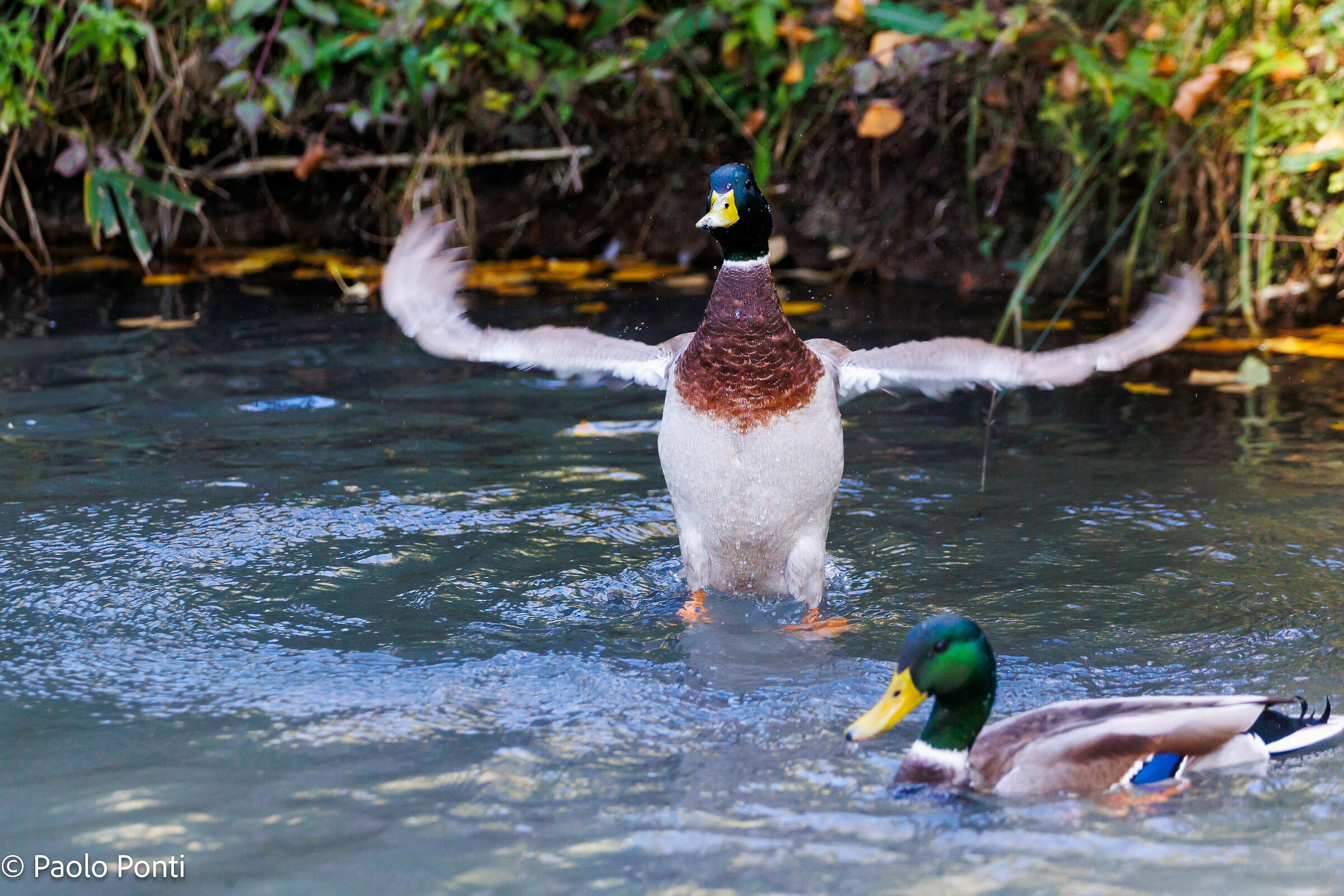 Alle Fonti del Clitunno ft.4