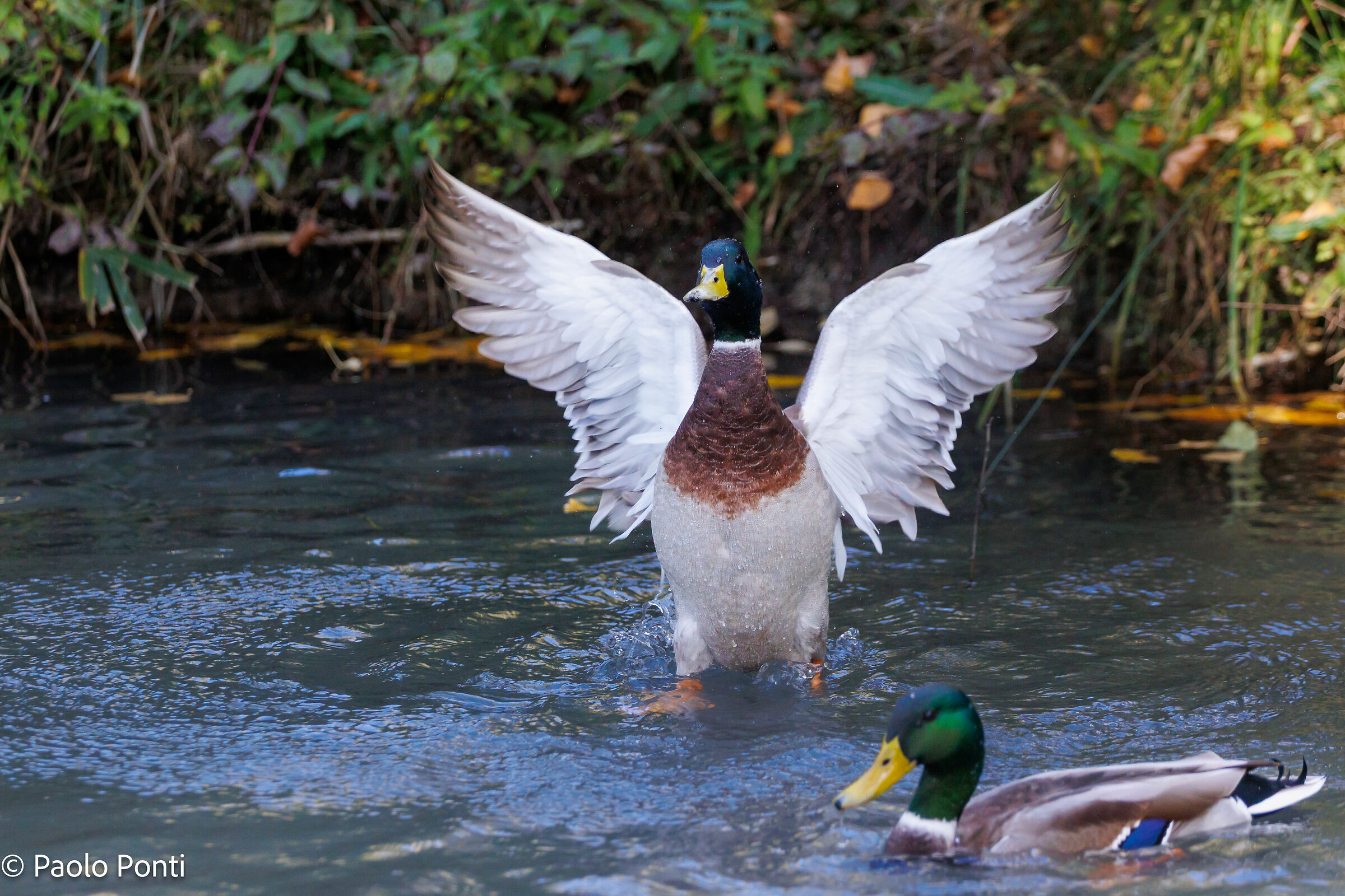 Alle Fonti del Clitunno ft.5