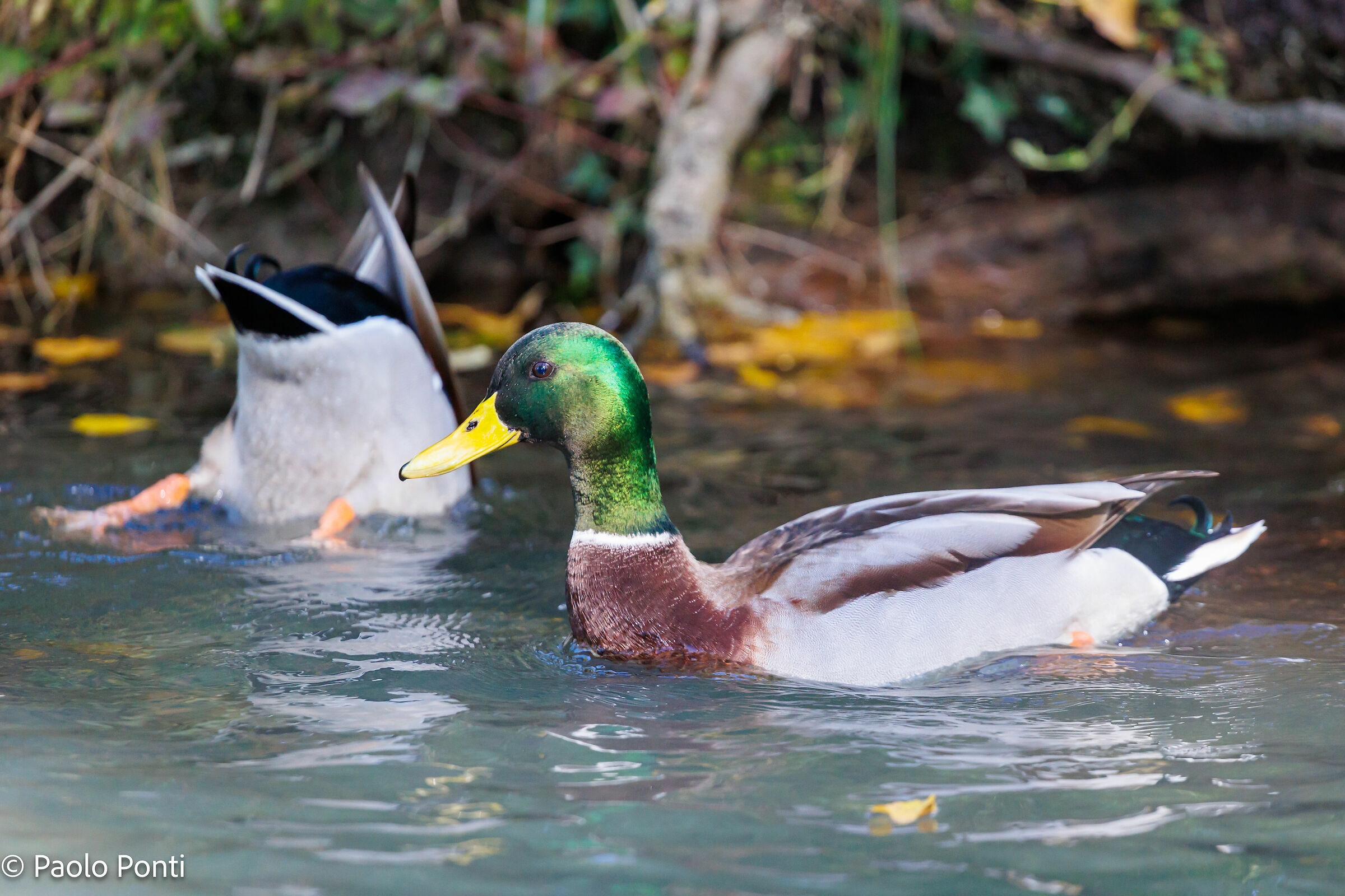 Alle Fonti del Clitunno ft.6