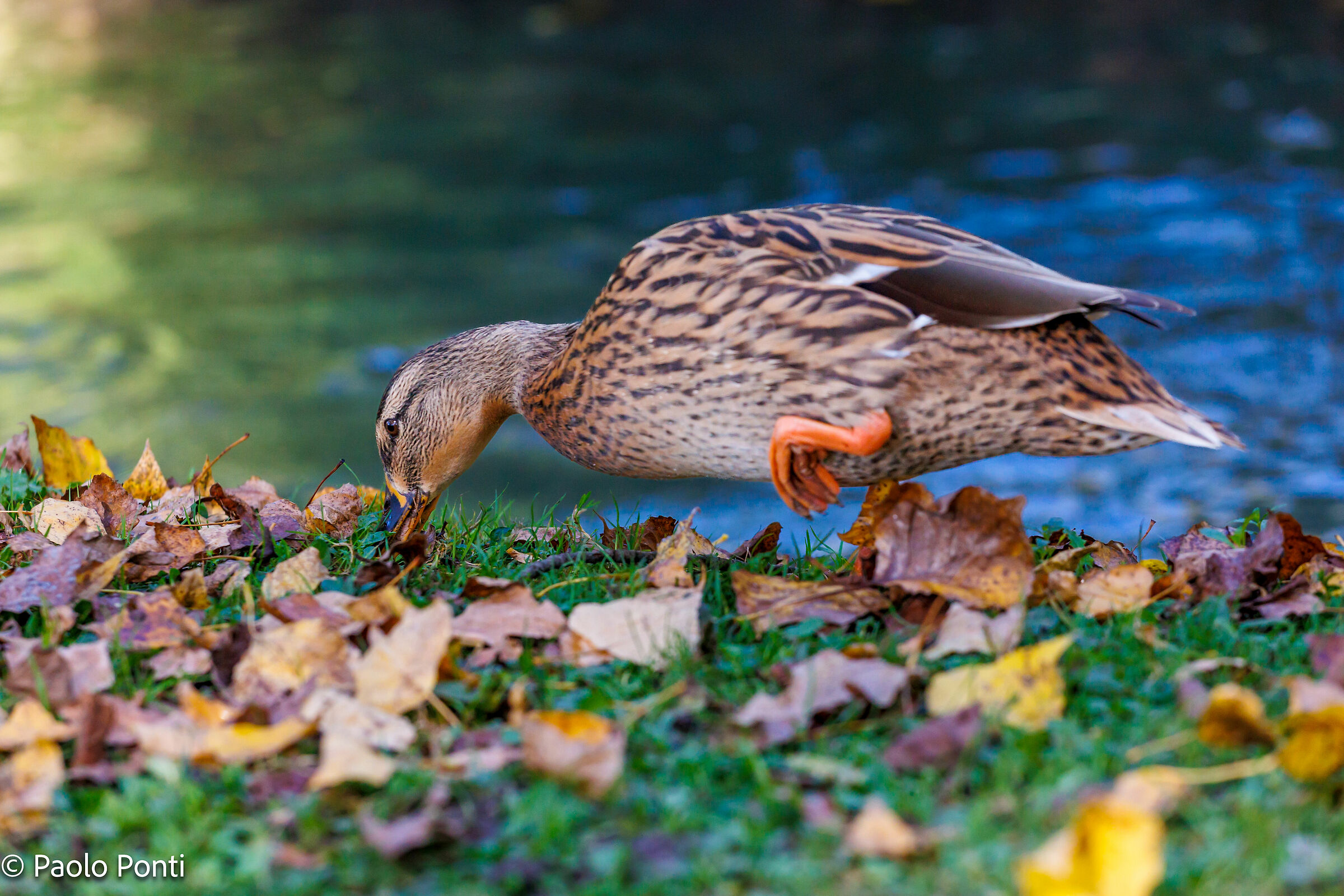 Alle Fonti del Clitunno ft.8