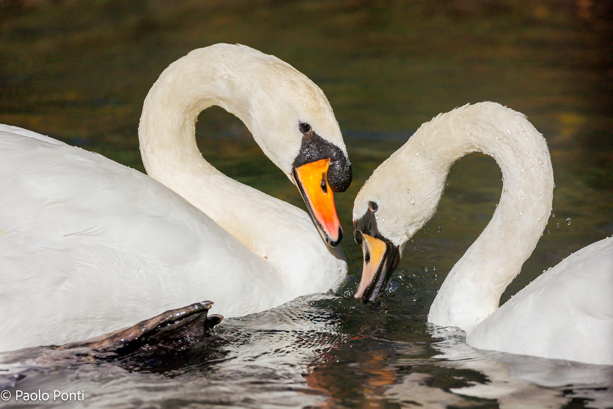 Alle Fonti del Clitunno ft.8