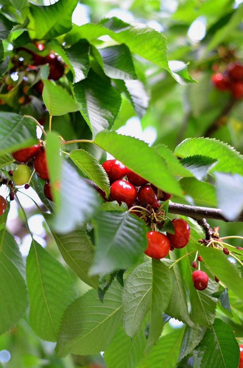 Cherry time