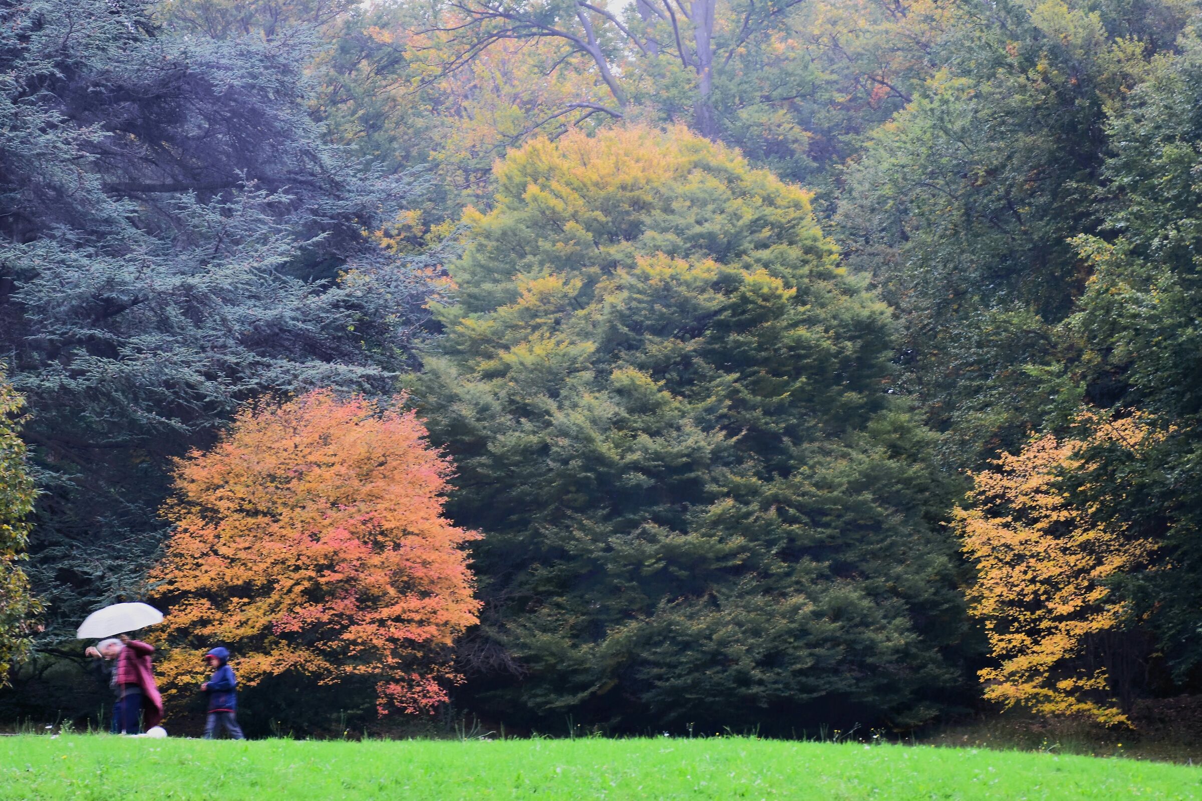 Preludio d'autunno Parco Burcina Pollone (bi)