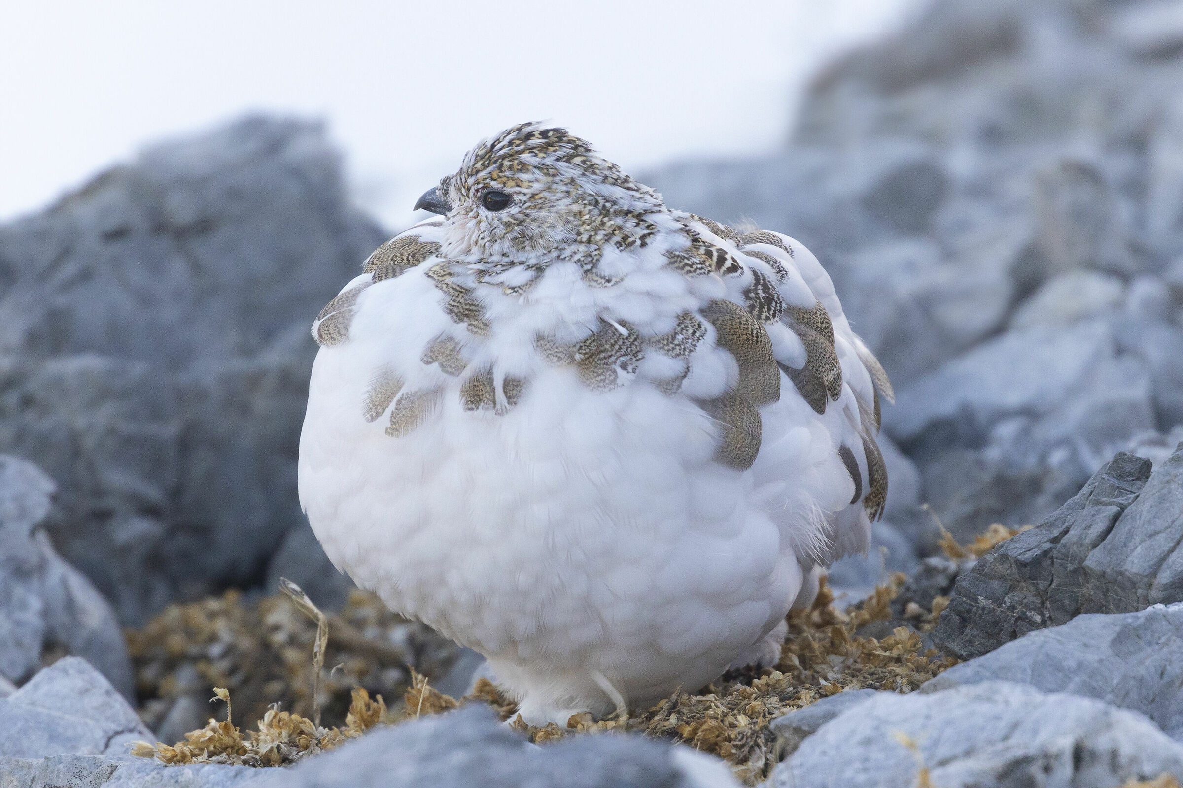 prima della grande nevicata, pernice bianca