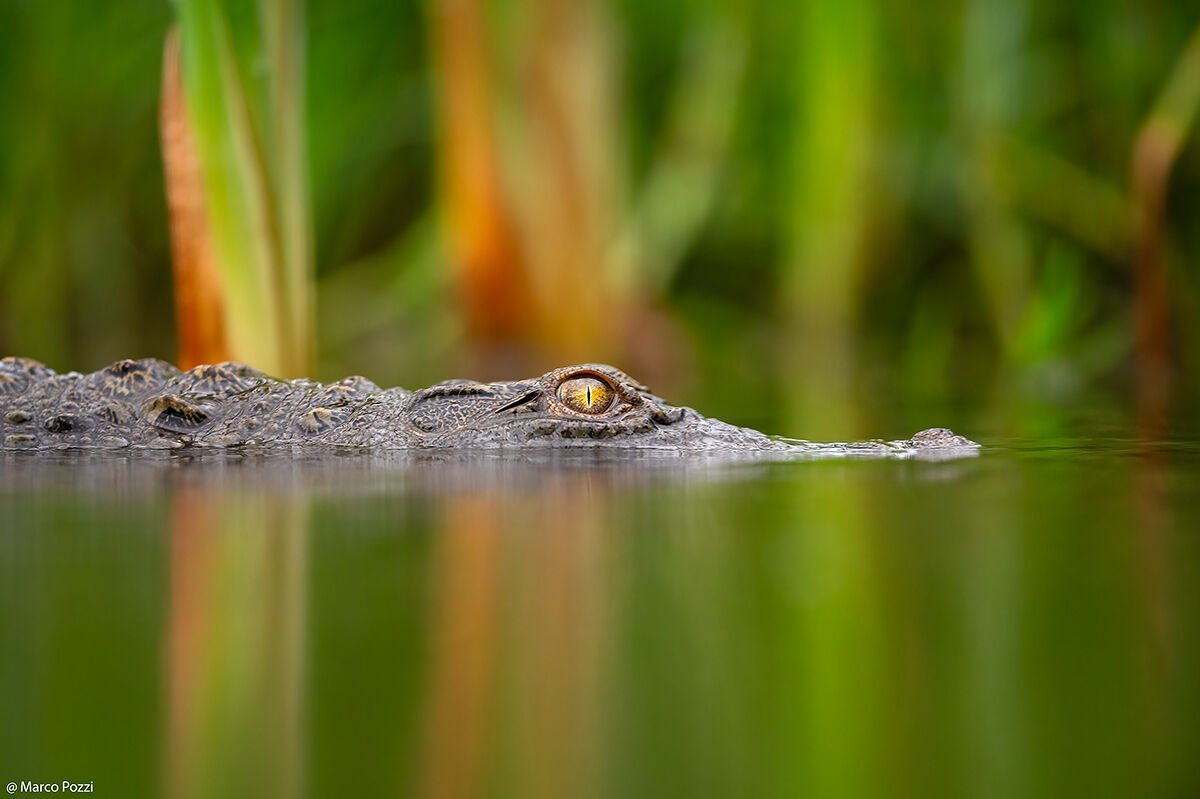 Little Croc