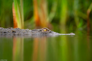 Crocodylus niloticus