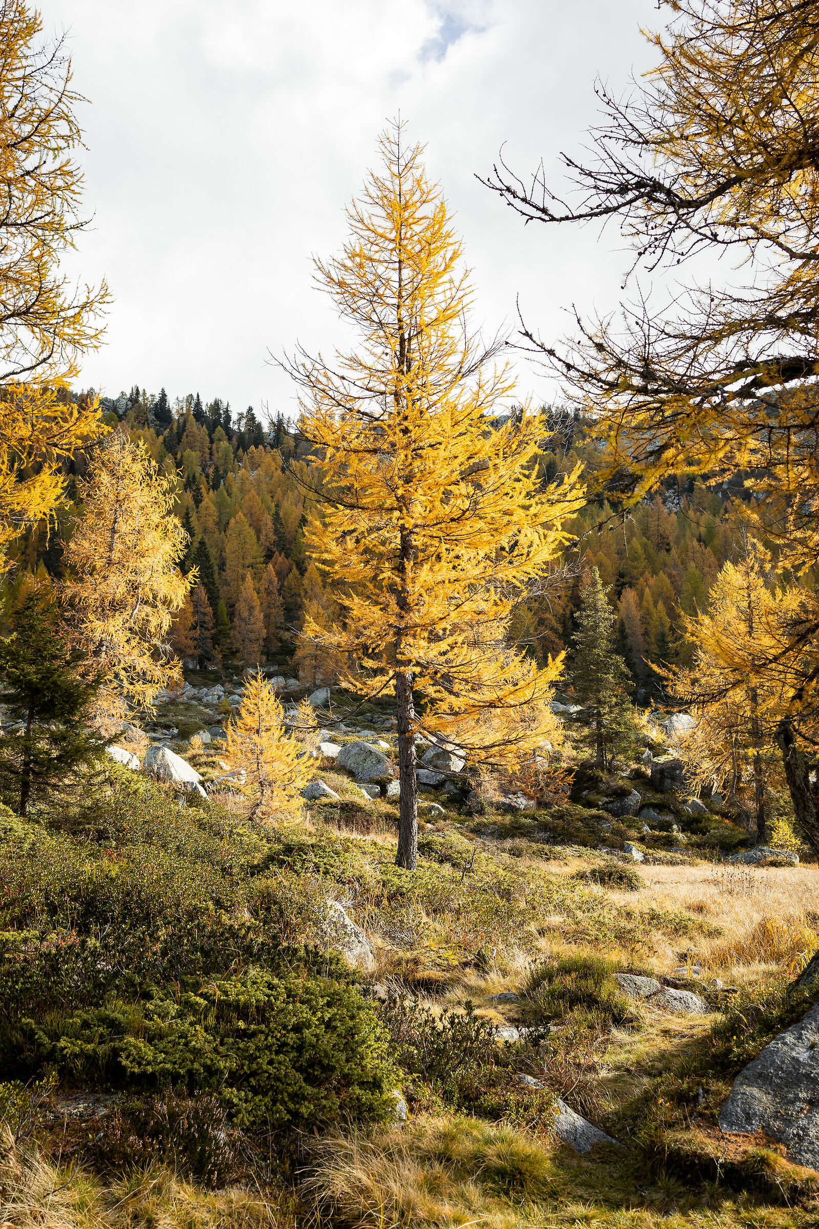 Autumn (St. Julian's Lakes)