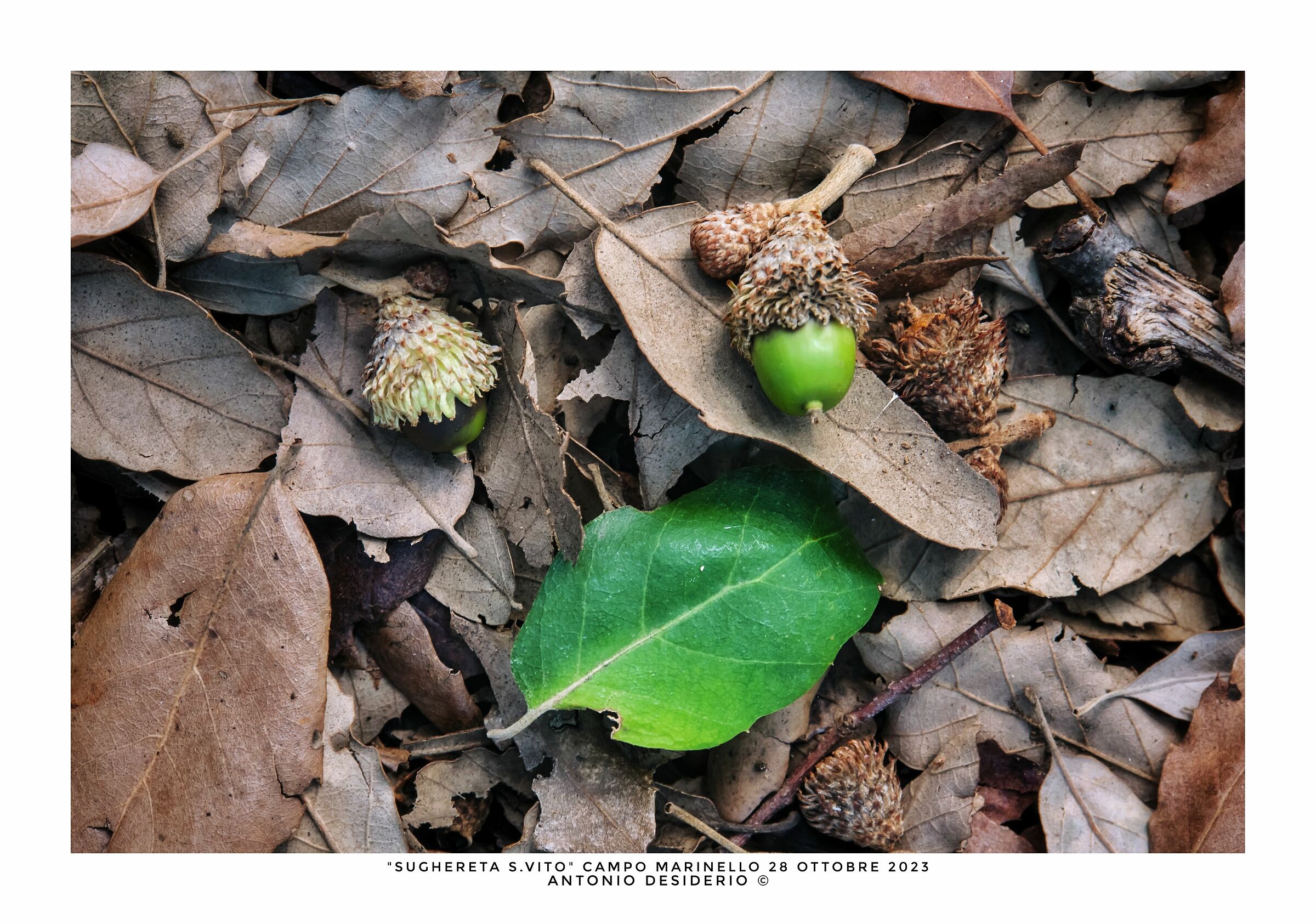 Green in browns