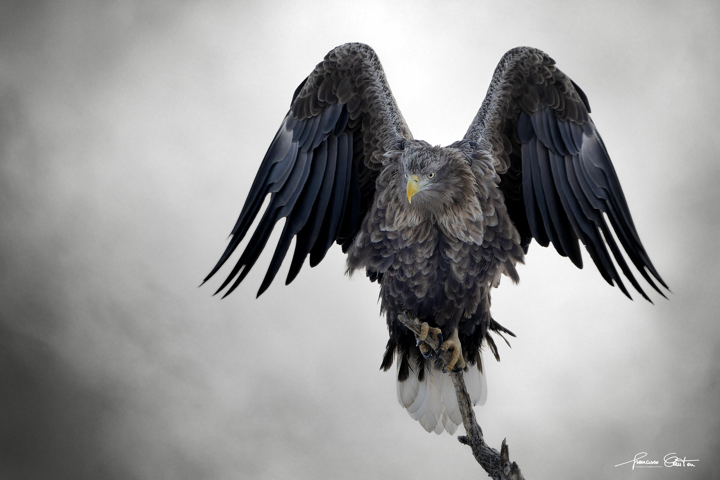 Aquila di mare o coda bianca
