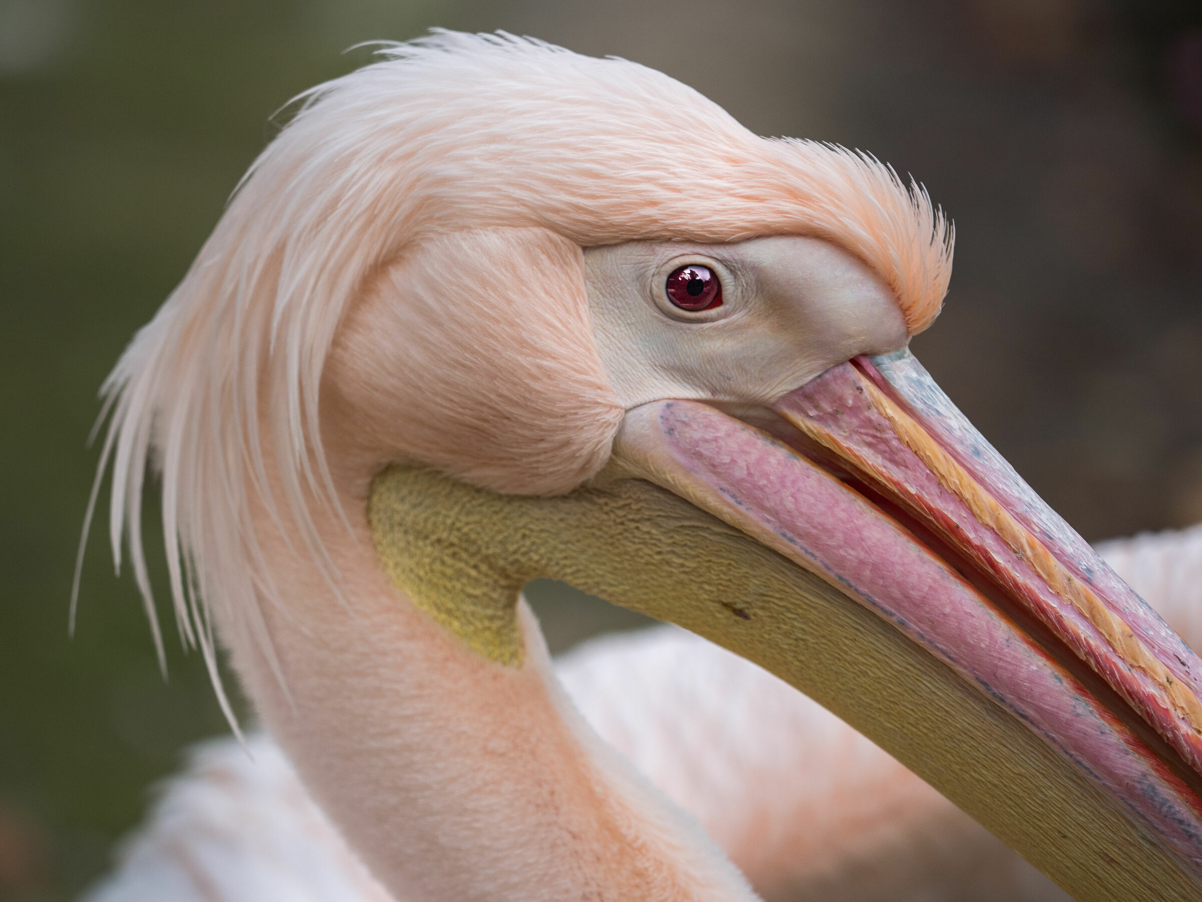 Pelican portrait