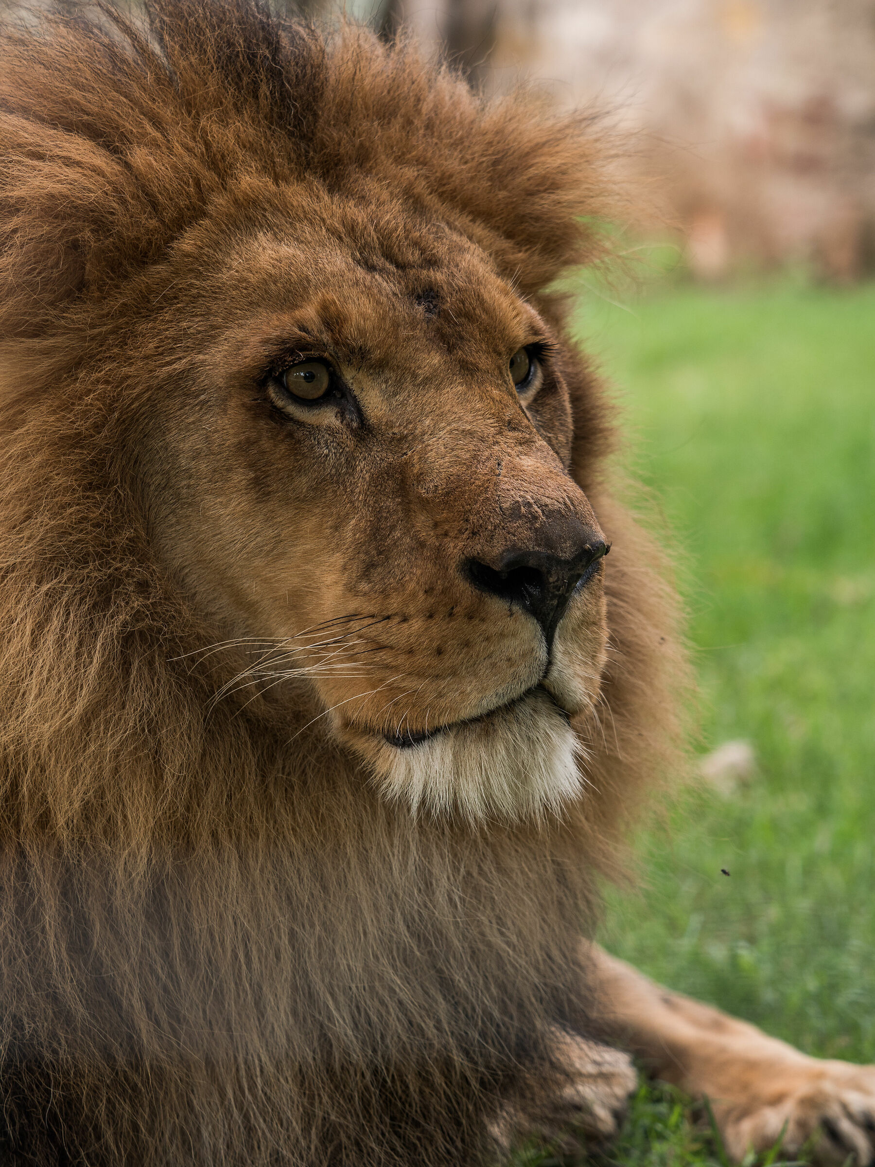 Simba