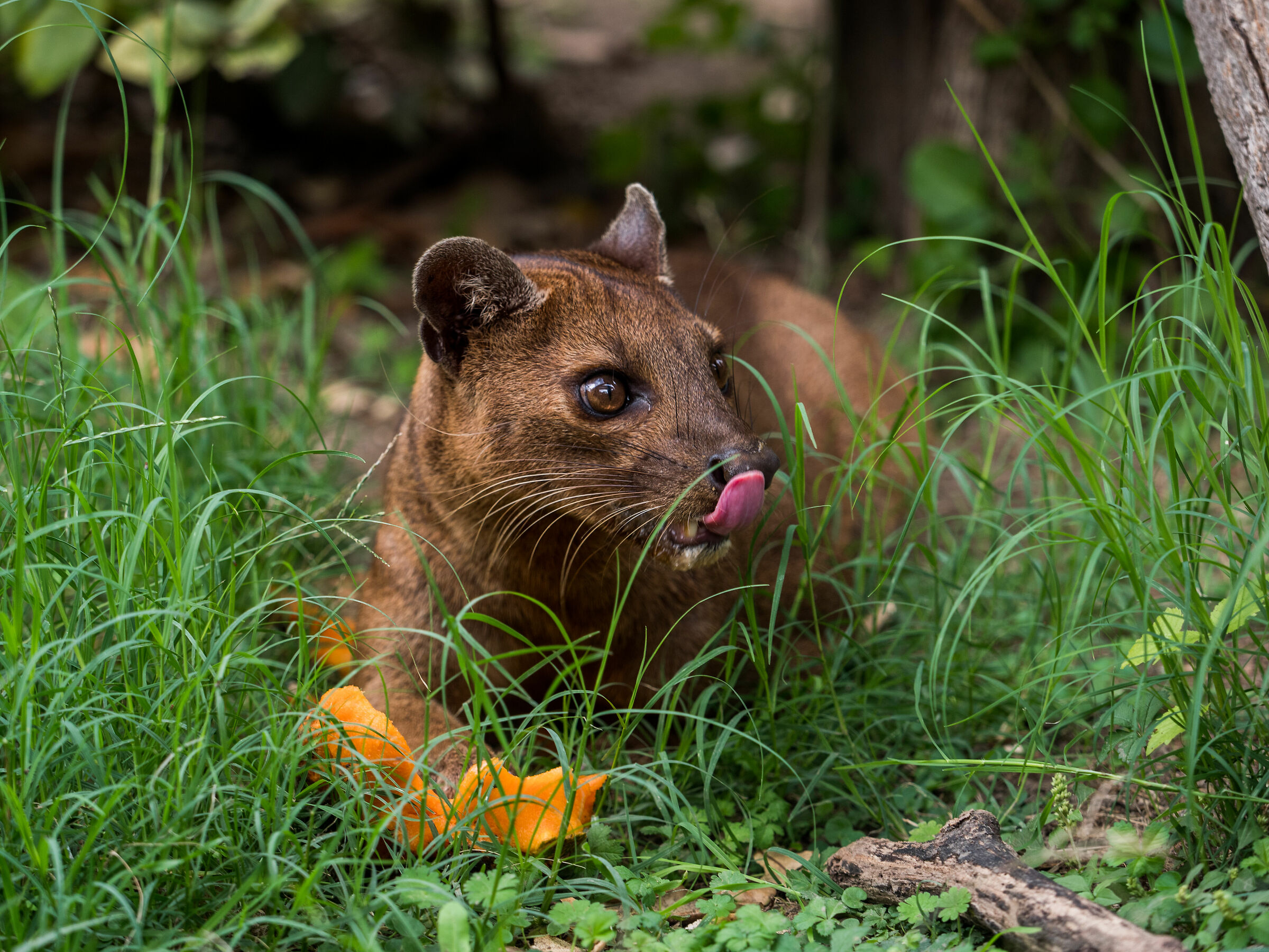 Fossa del Madagascar