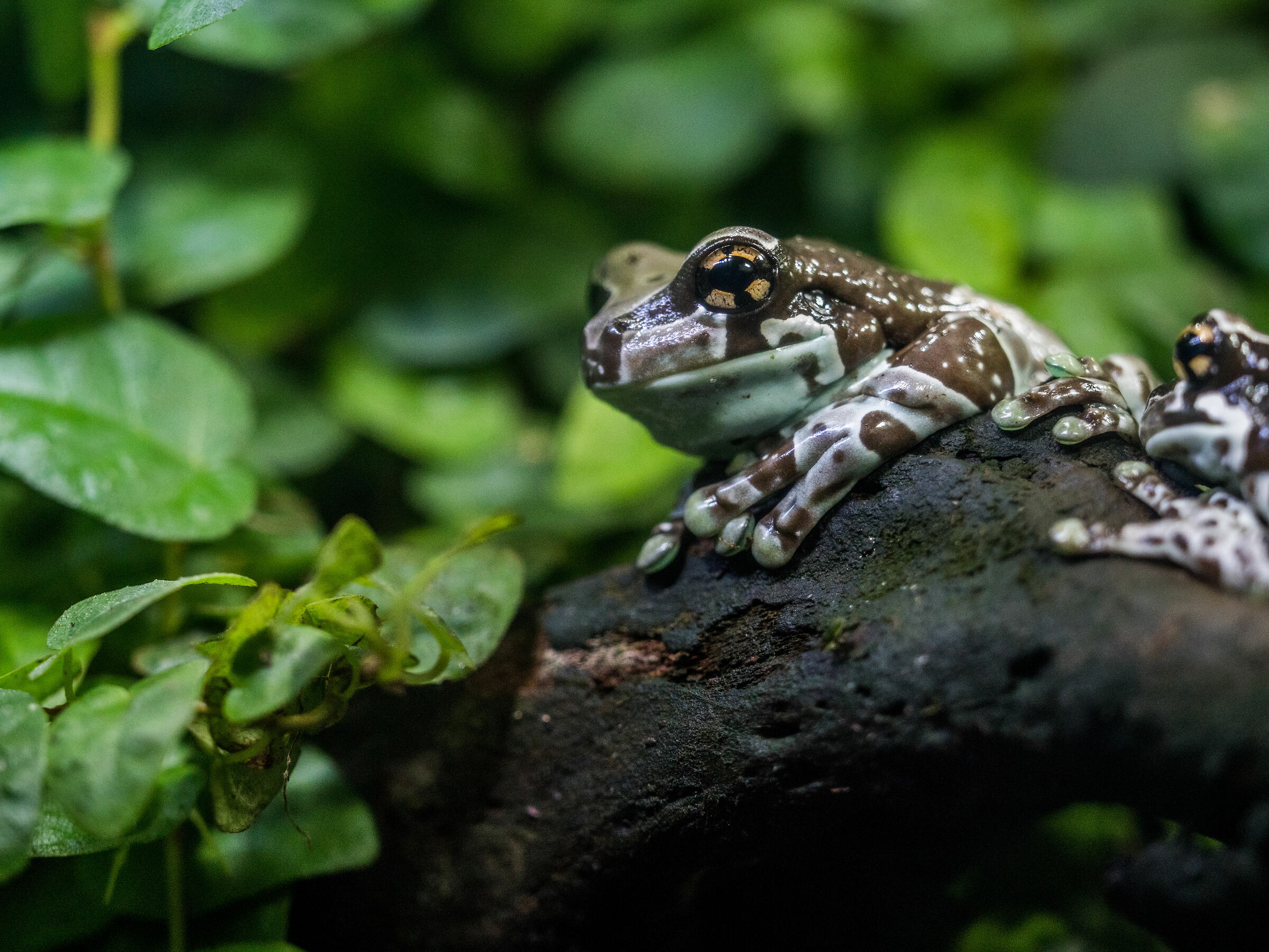 Milk Frog