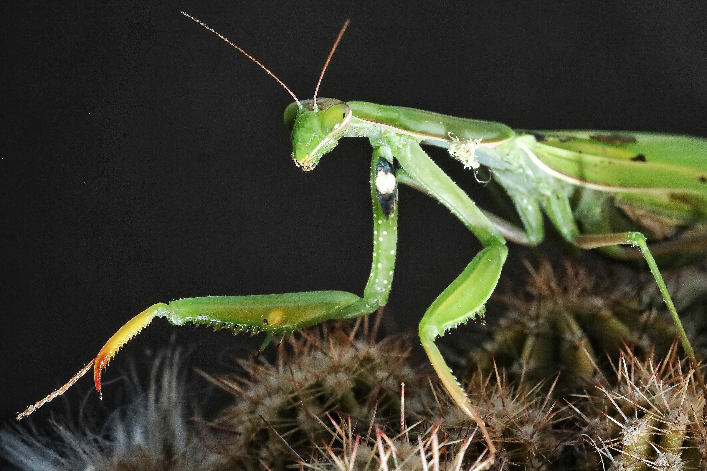 Religious Mantis
