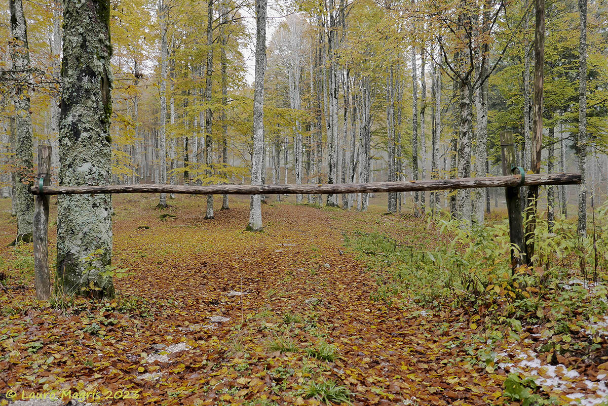 Ingresso al bosco