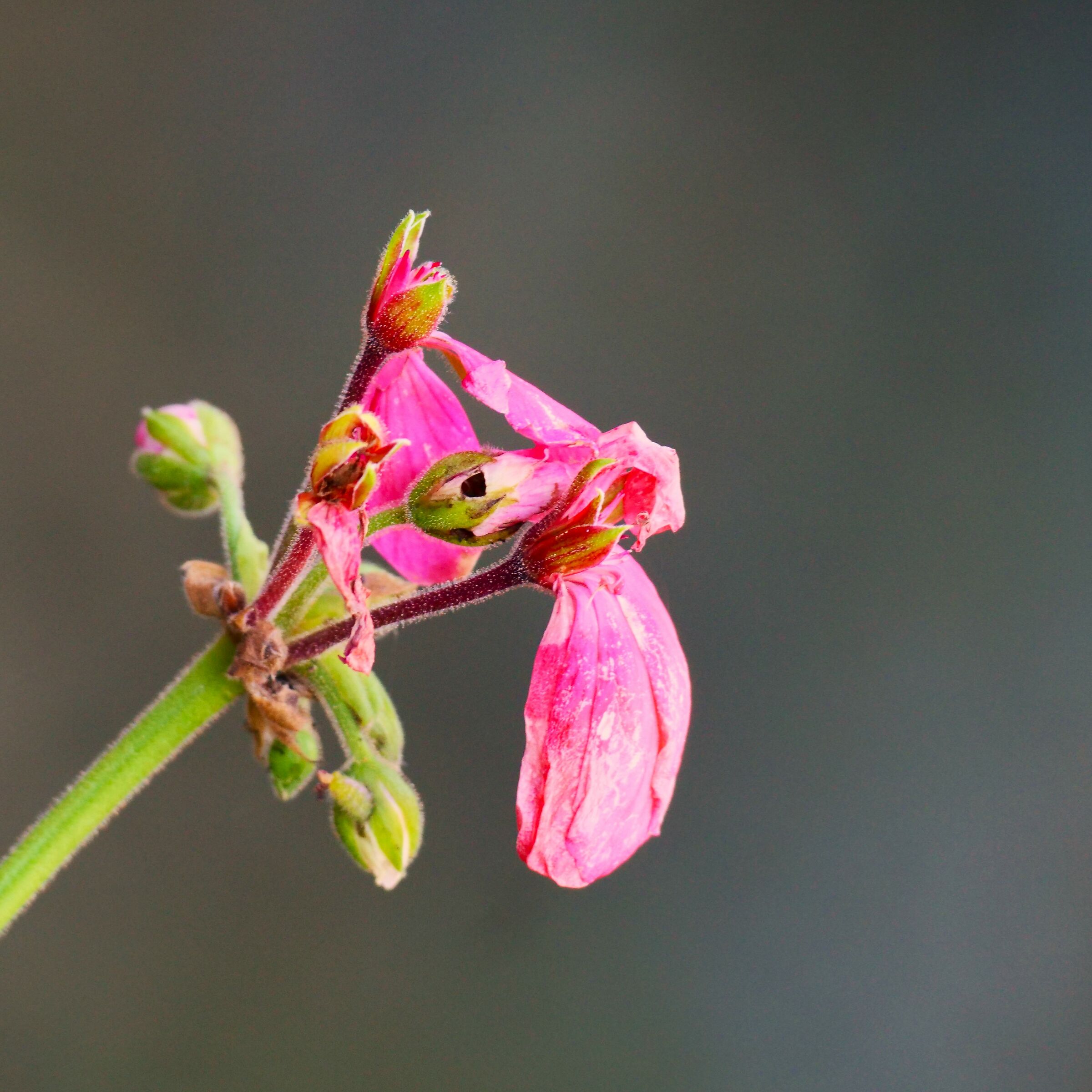 Bocciolo a fine Ottobre