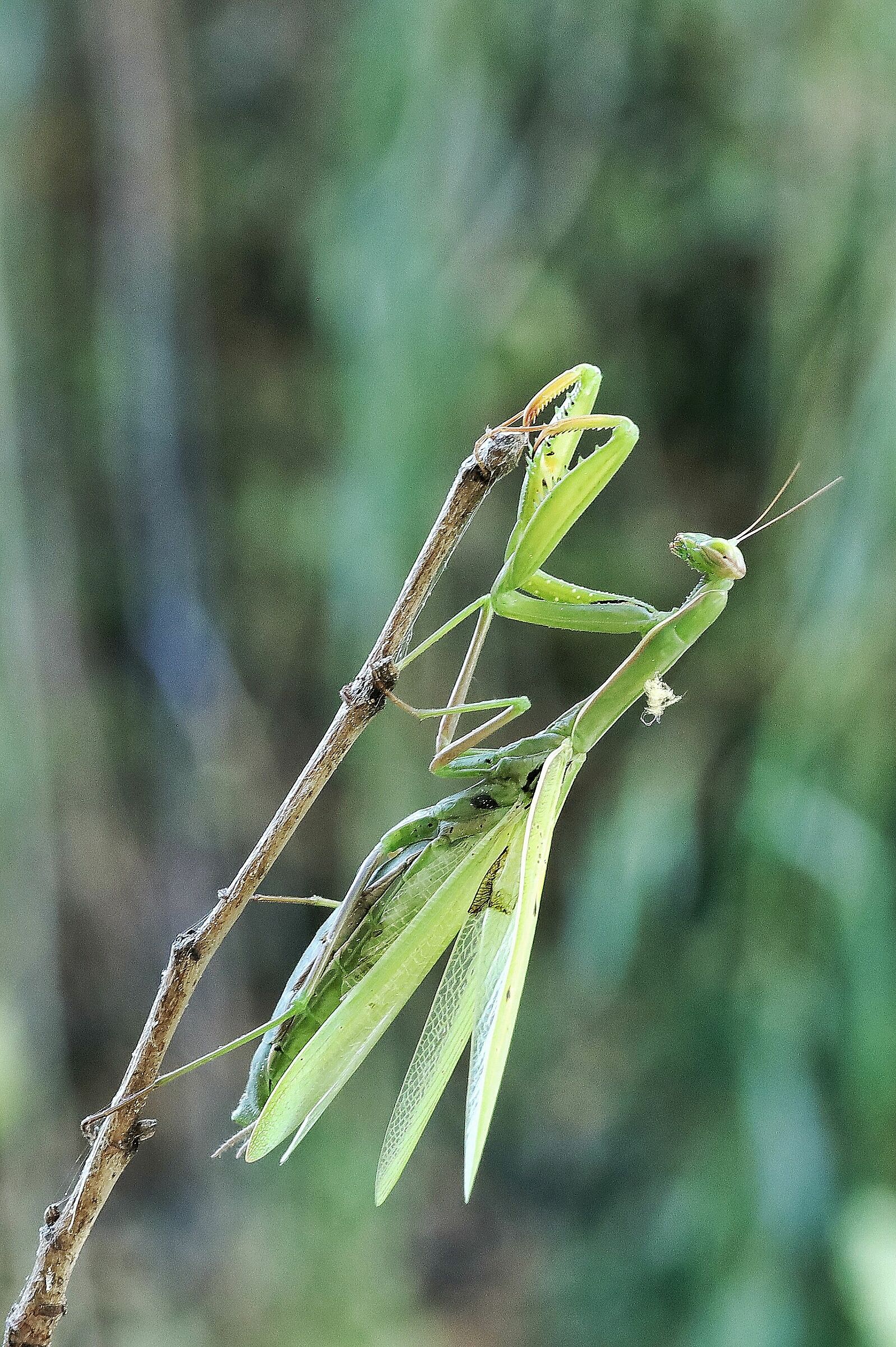 Religious Mantis