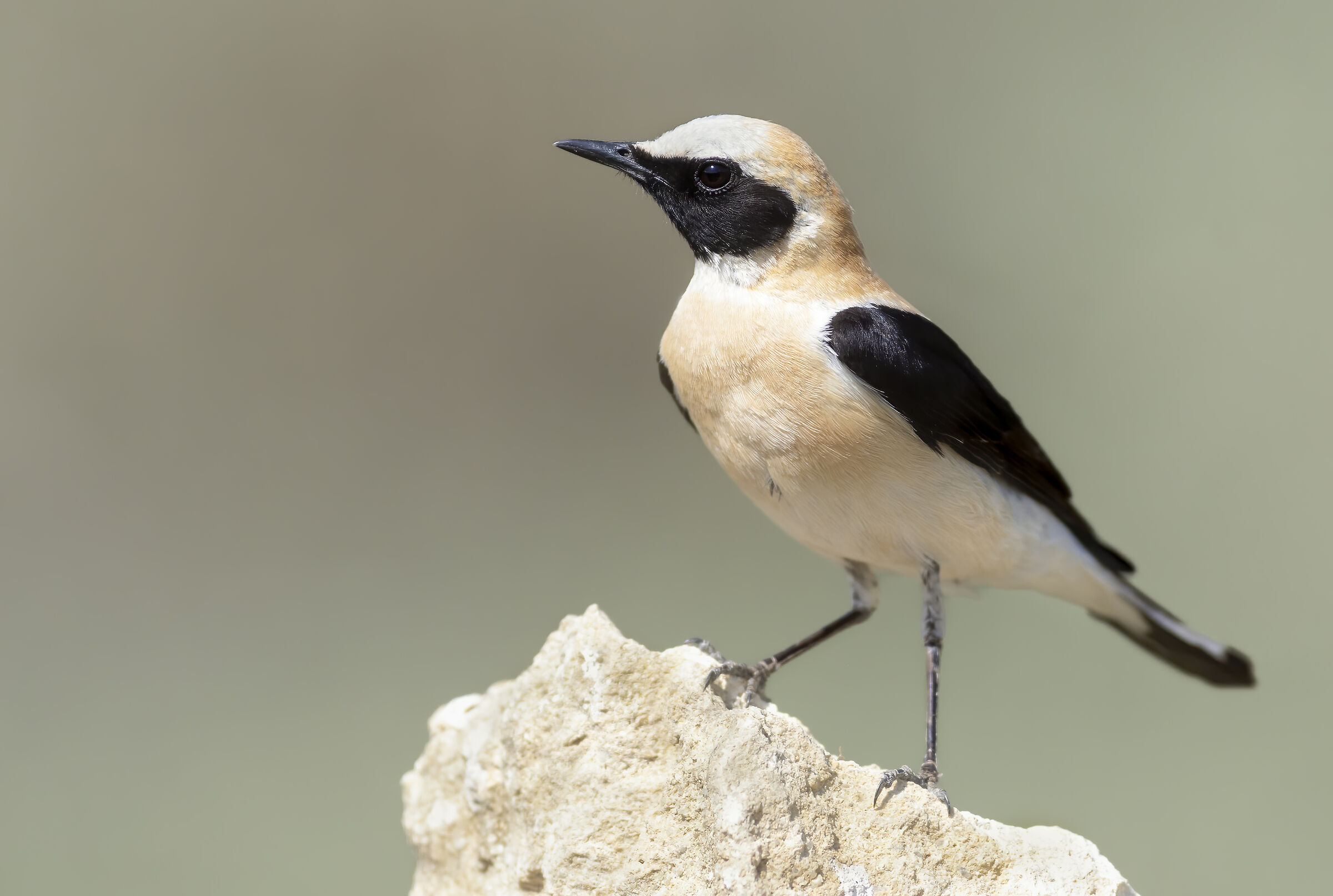 monachella occidentale 2