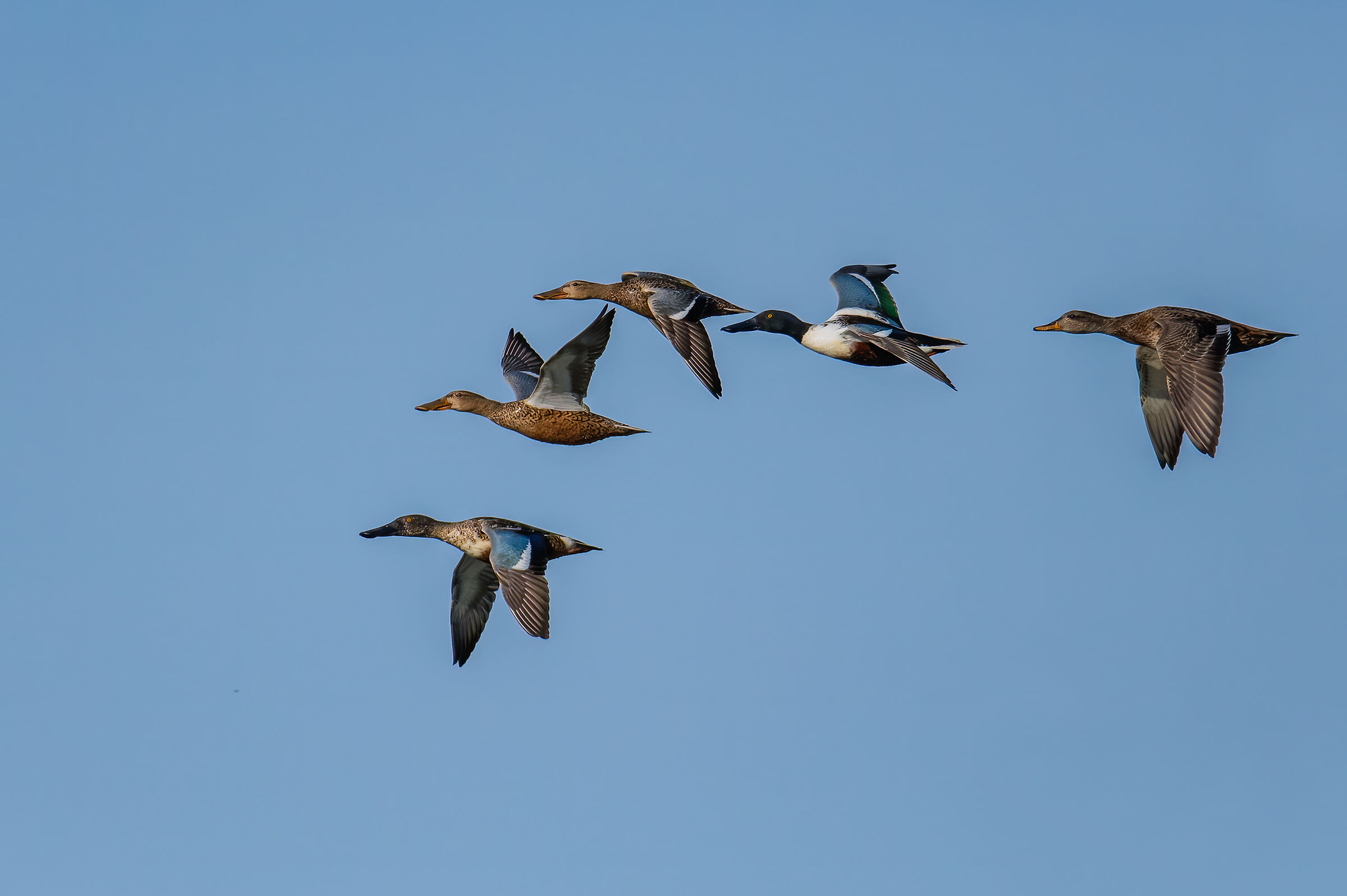 Mestolone(Anas clypeata)