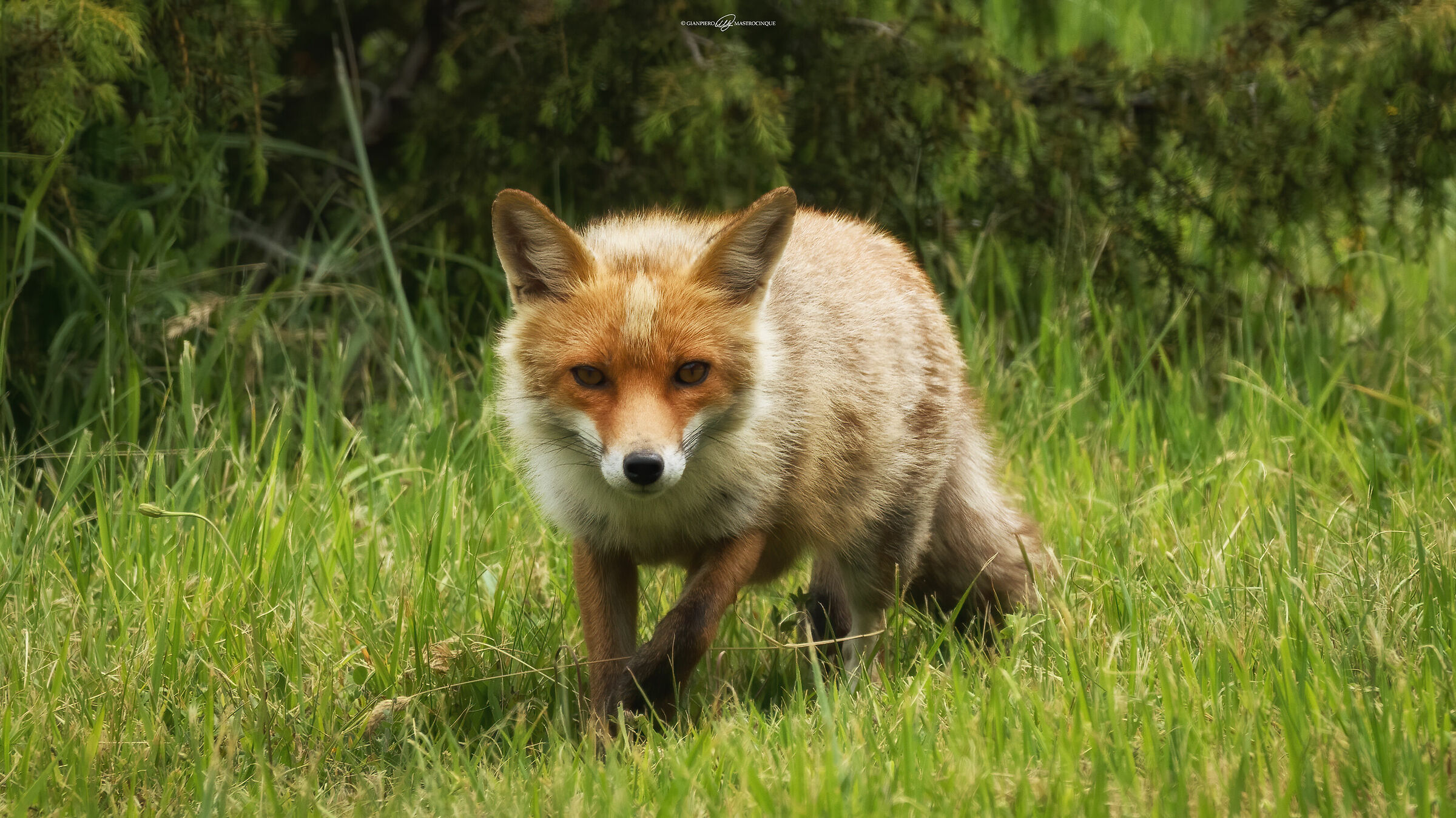 ...the smart one - 2...