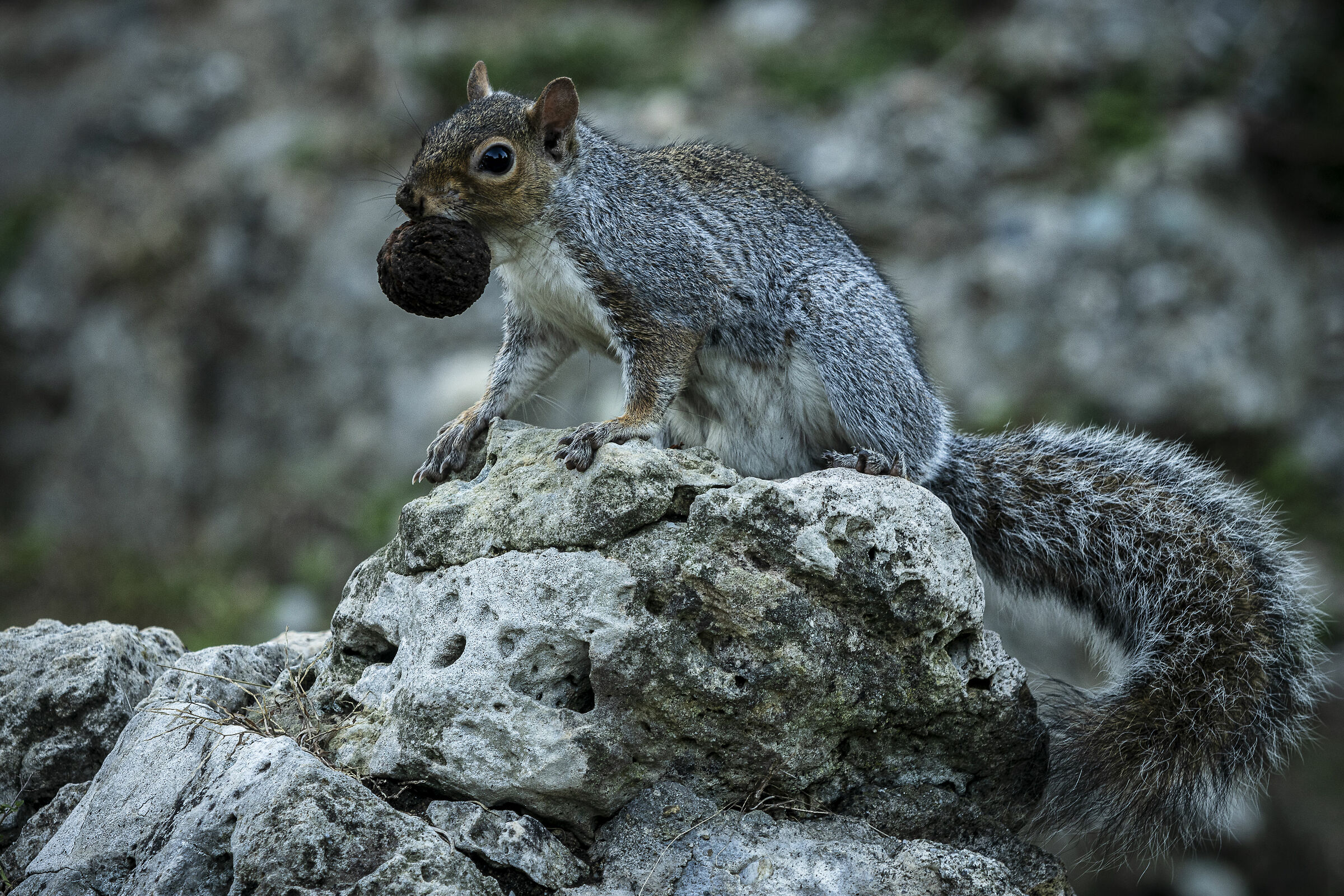 Incontri ravvicinati al Parco del Valentino