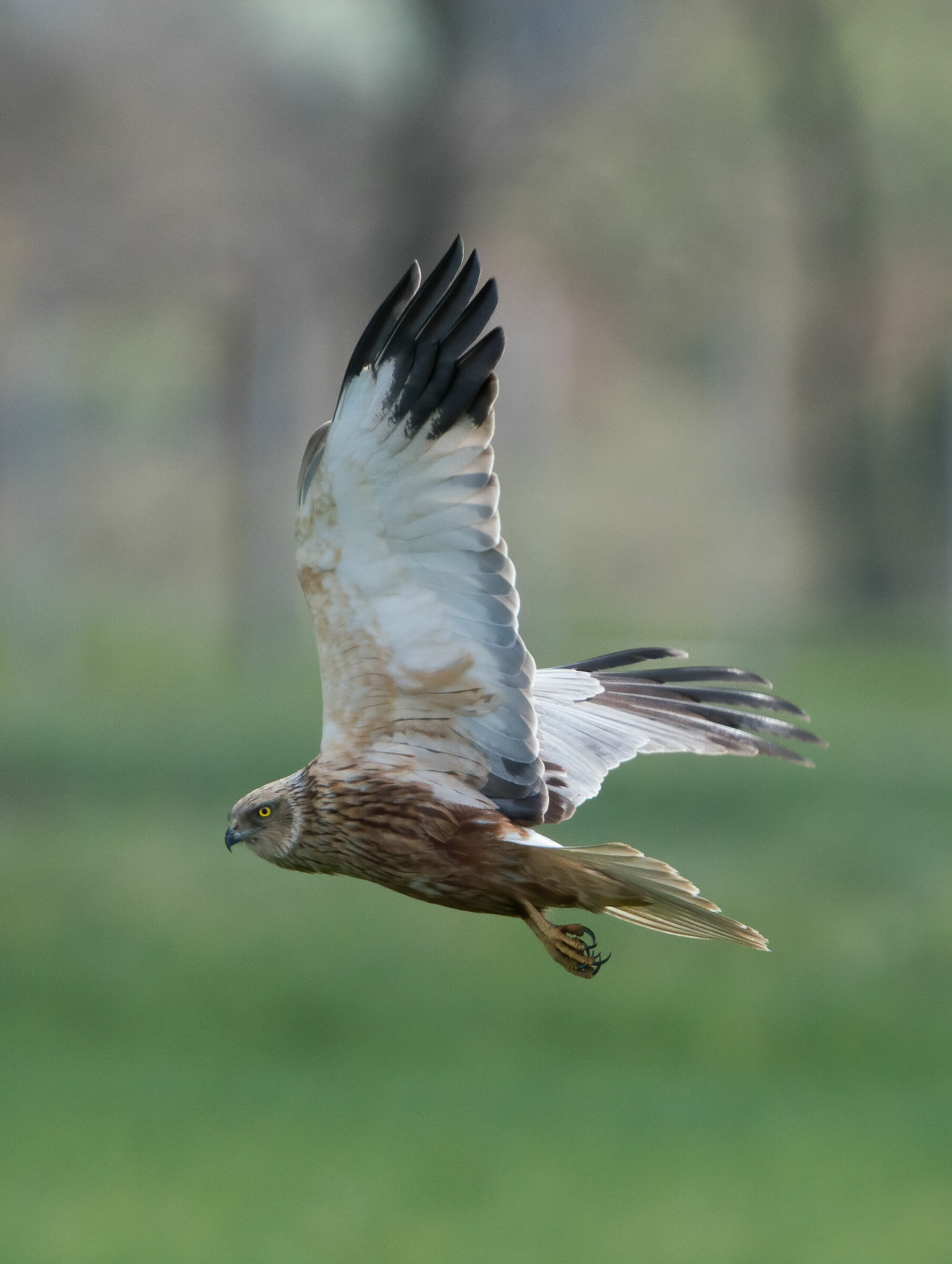 ...falco di palude...