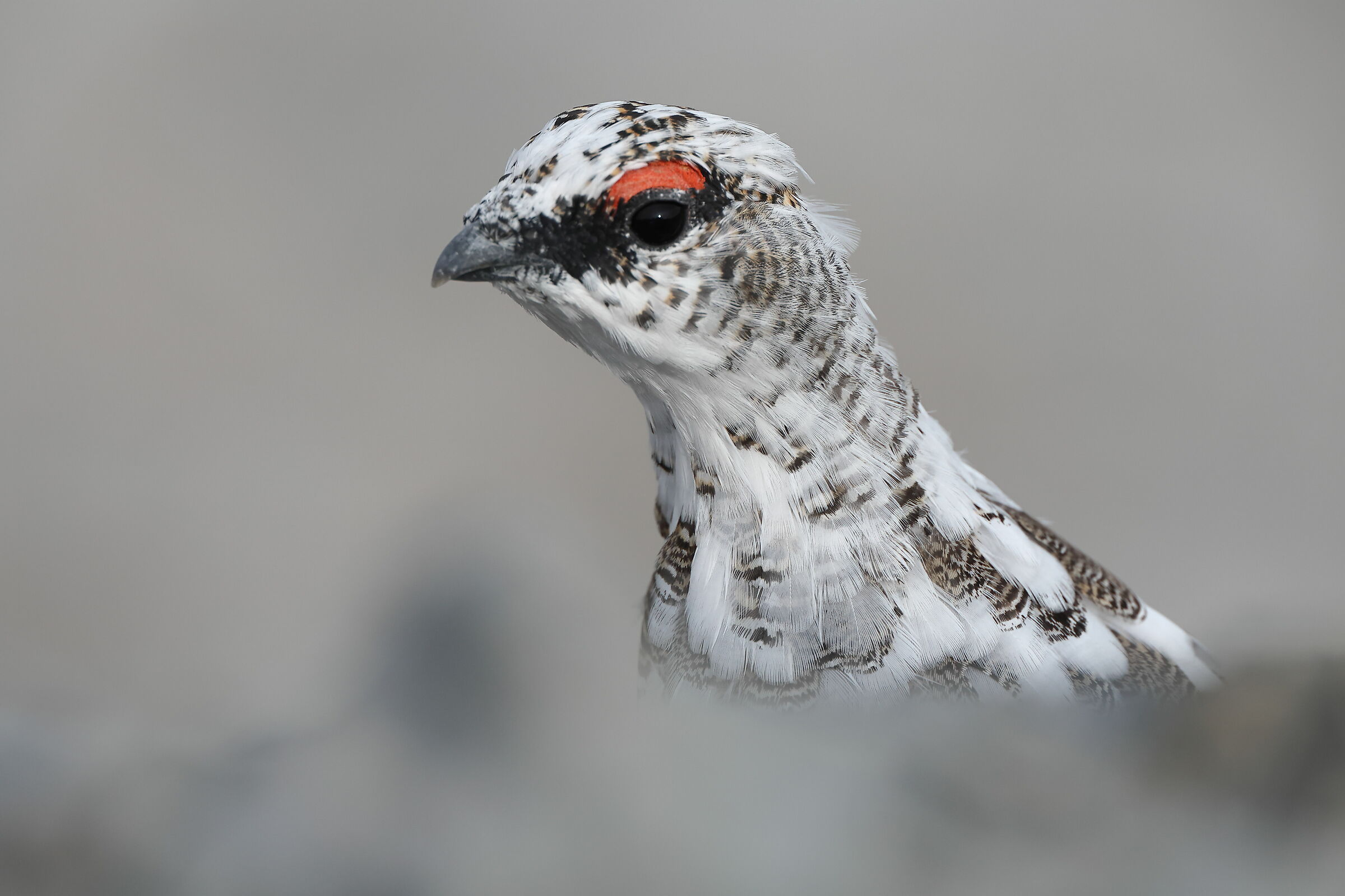 Portrait of Ptarmigan