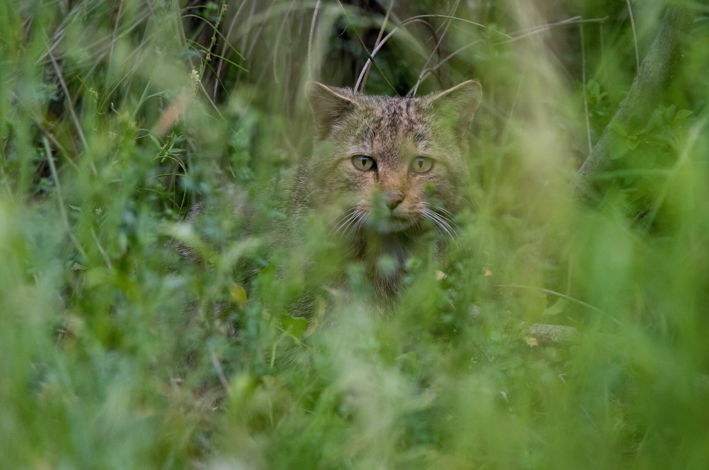 ...gatto selvatico...